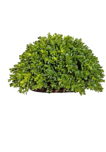 Kunstpflanze »Buchsbaum Halbkugel«