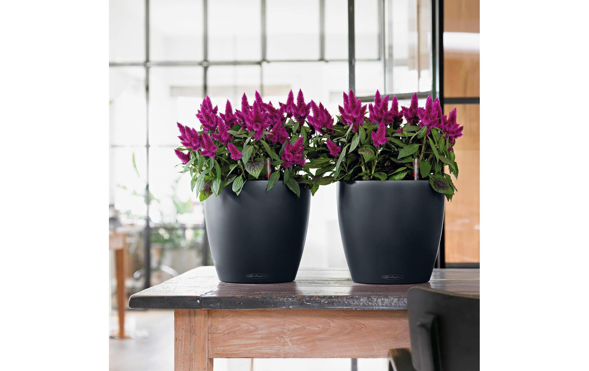   Pot de fleurs »Lechuza Pflanzentopf CLASSICO Color« Material: Polycarbonat, Polypropylen