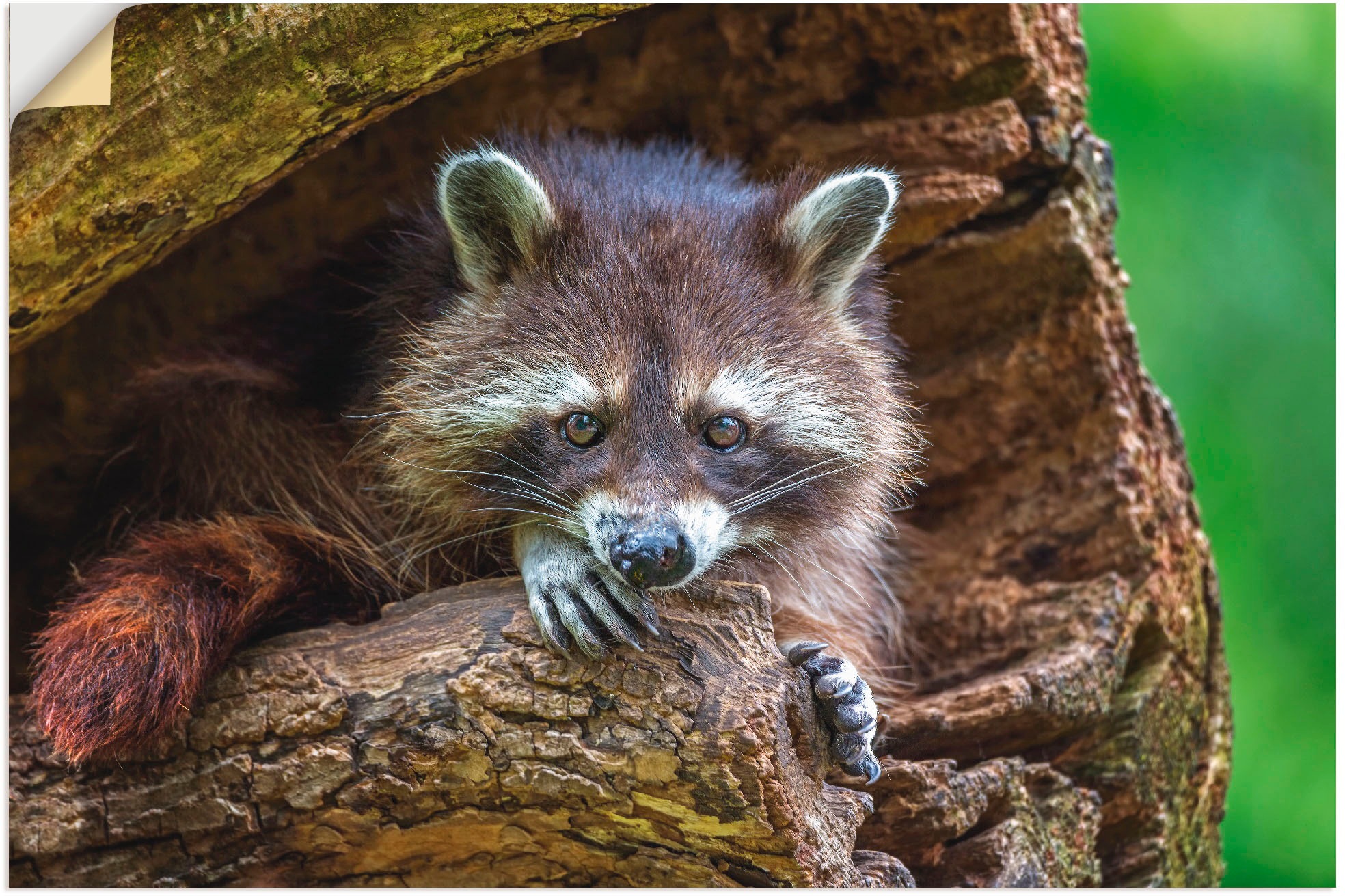 Image of Artland Wandbild »Waschbär«, Wildtiere, (1 St.), in vielen Grössen & Produktarten - Alubild / Outdoorbild für den Aussenbereich, Leinwandbild, Poster, Wandaufkleber / Wandtattoo auch für Badezimmer geeignet bei Ackermann Versand Schweiz