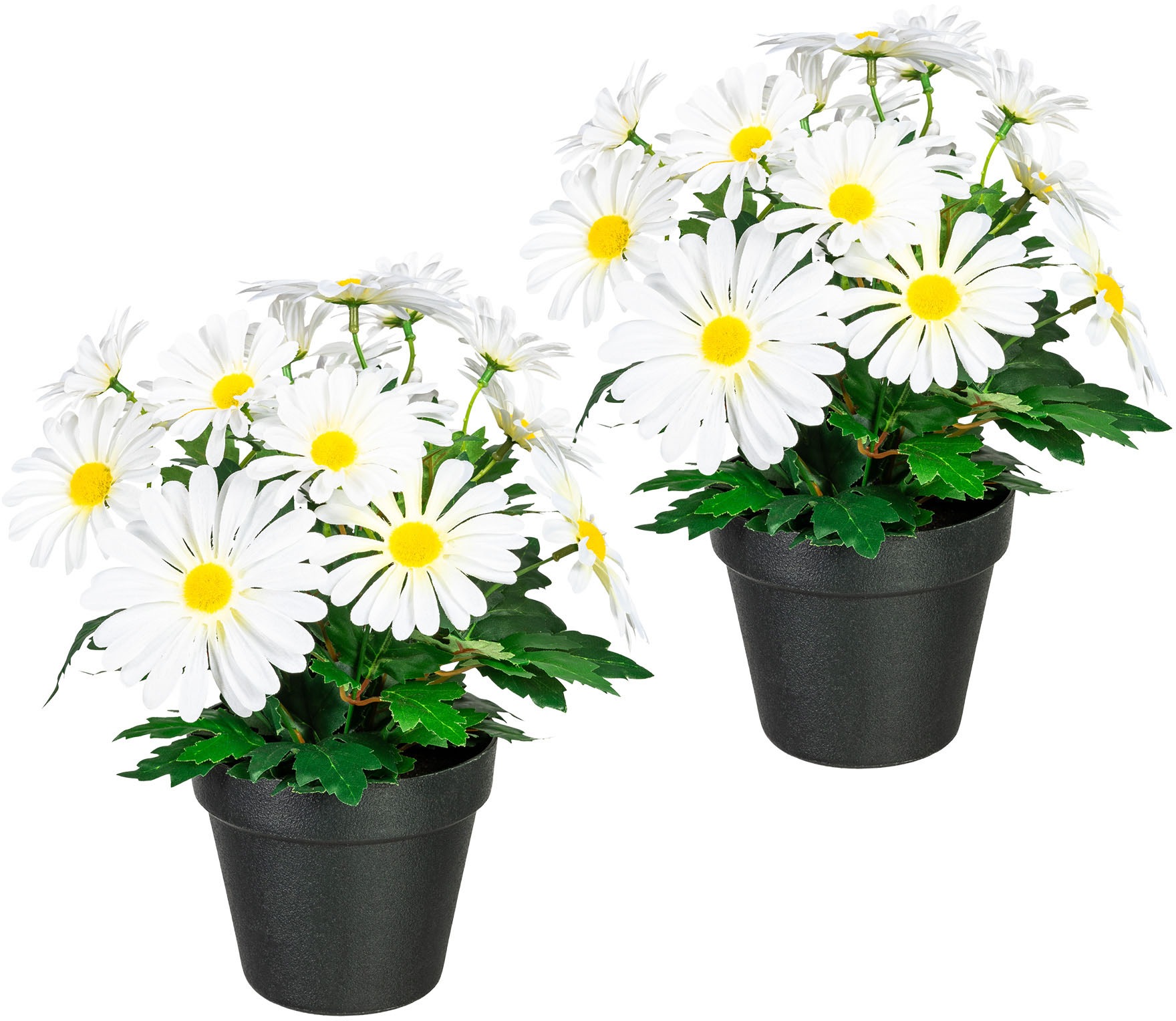 Image of my home Kunstpflanze »Khloe«, (2 St.), im Topf, 2er Set bei Ackermann Versand Schweiz