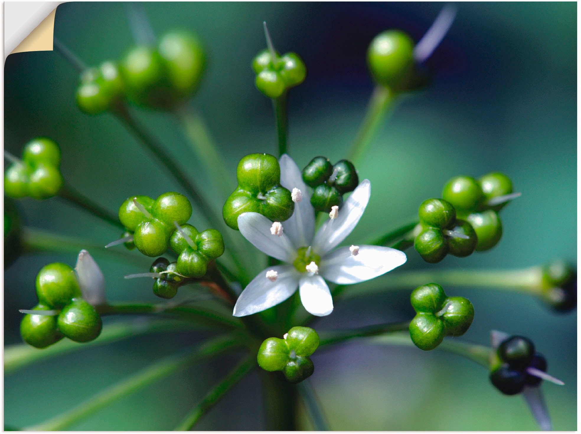 Image of Artland Wandbild »Bärlauchblüte«, Blumen, (1 St.), in vielen Grössen & Produktarten -Leinwandbild, Poster, Wandaufkleber / Wandtattoo auch für Badezimmer geeignet bei Ackermann Versand Schweiz