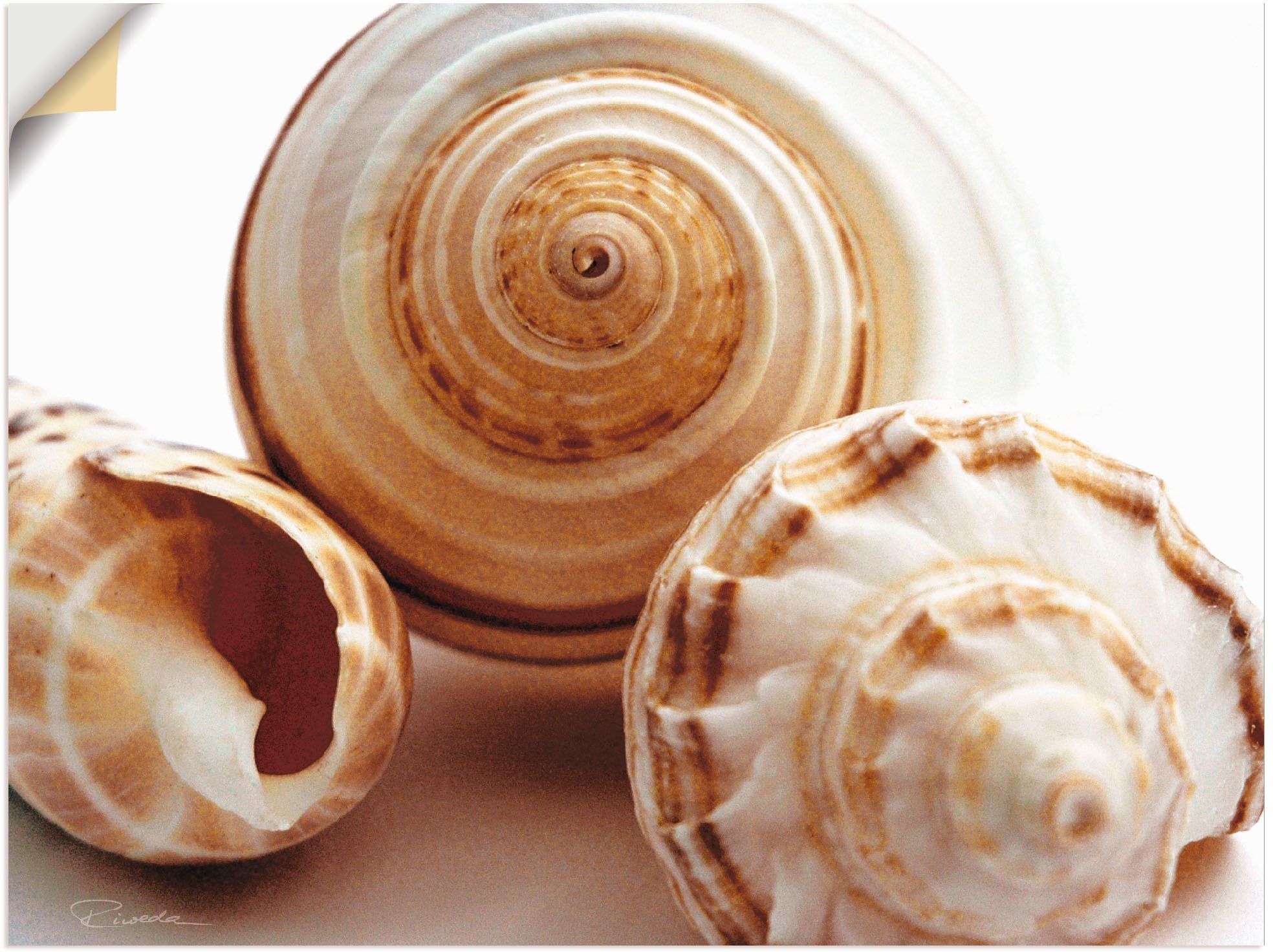 Image of Artland Wandbild »Muschelkomposition I«, Wassertiere, (1 St.), in vielen Grössen & Produktarten - Alubild / Outdoorbild für den Aussenbereich, Leinwandbild, Poster, Wandaufkleber / Wandtattoo auch für Badezimmer geeignet bei Ackermann Versand Schweiz