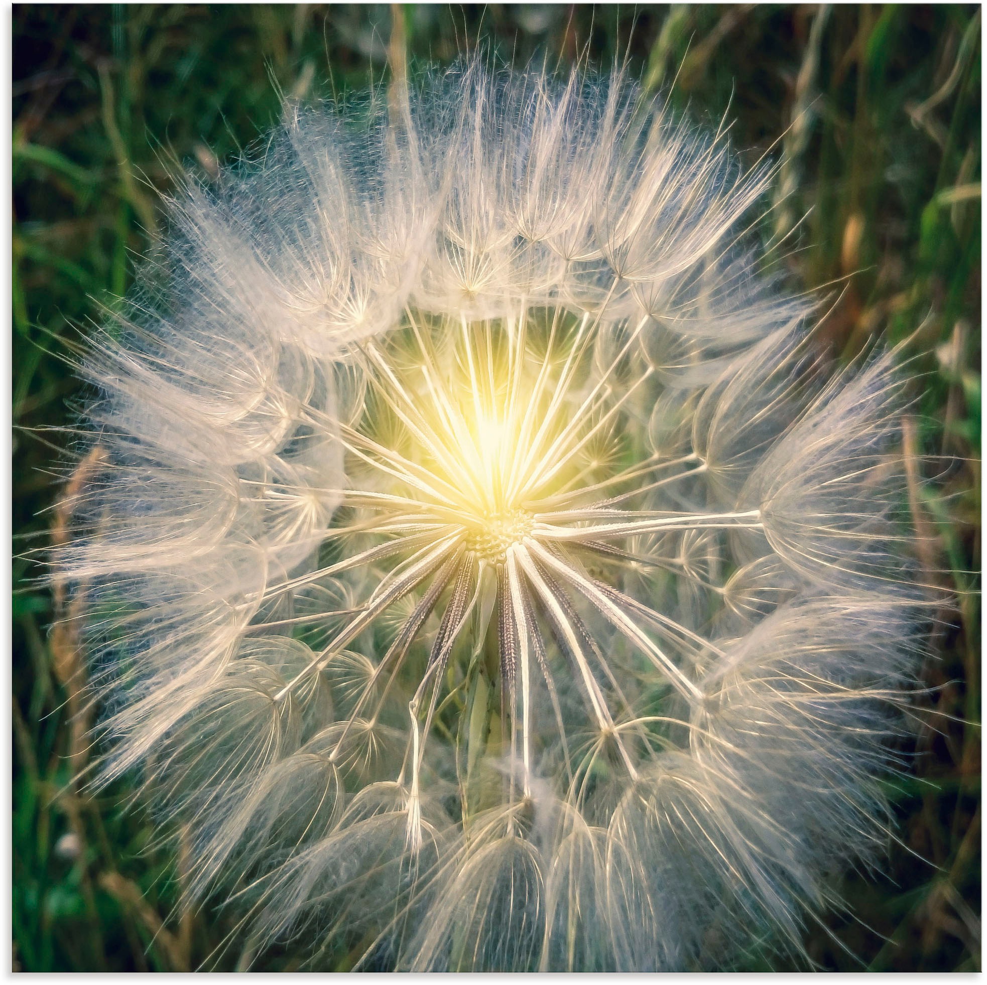 Image of Artland Wandbild »Pusteblume Makroaufnahme mit Licht«, Blumenbilder, (1 St.), in vielen Grössen & Produktarten - Alubild / Outdoorbild für den Aussenbereich, Leinwandbild, Poster, Wandaufkleber / Wandtattoo auch für Badezimmer geeignet bei Ackermann Versa