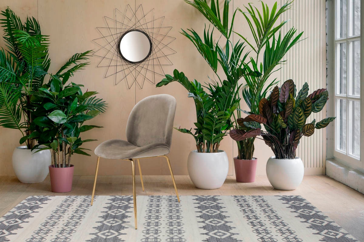 Kayoom Stuhl »Charlize 110 2er-Set, TOPSELLER! Esszimmerstühle,moderne Optik« (Set) 2 Stk.samtweicher Bezug, bequem, zeitlos, moderne Optik