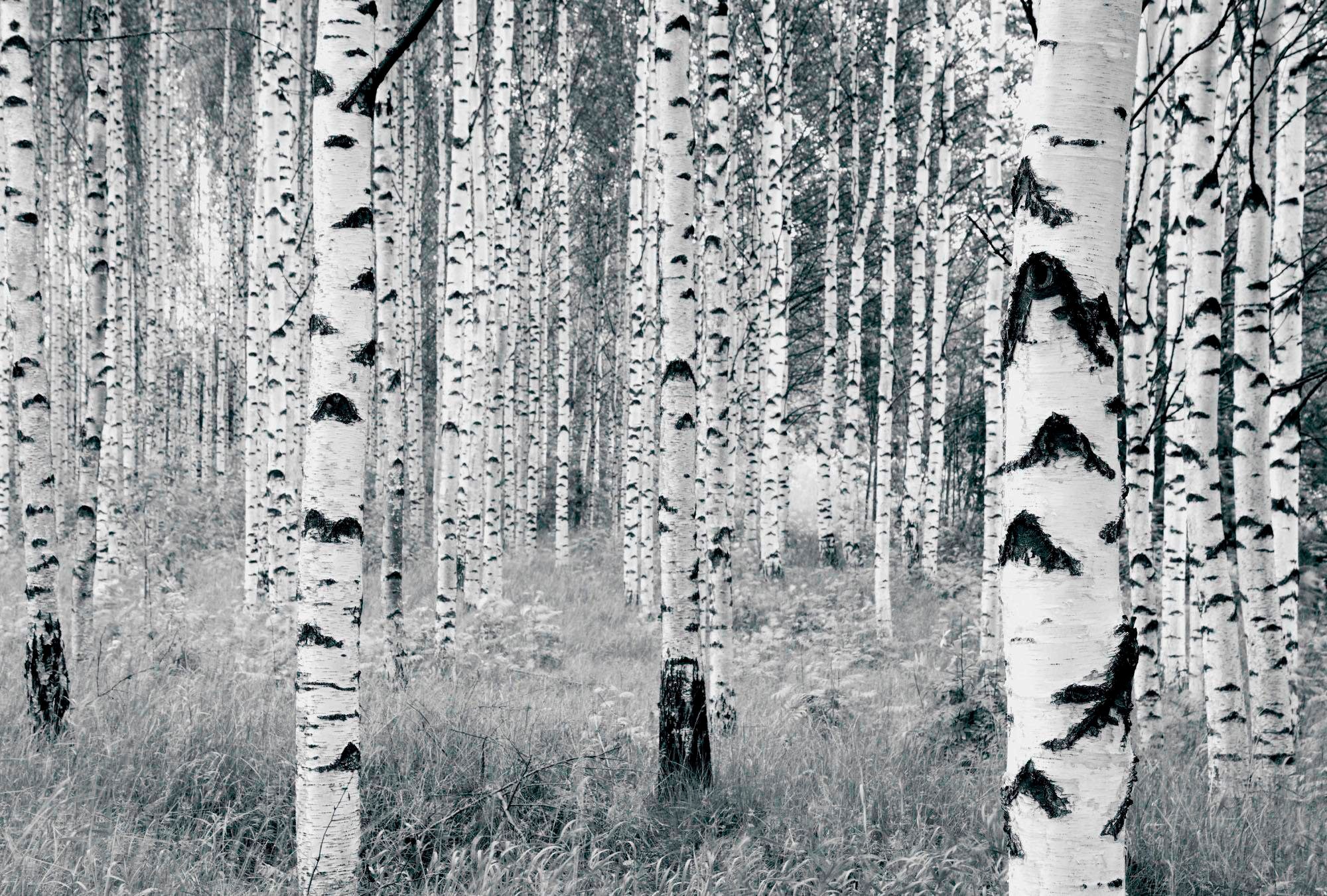 Image of Komar Vliestapete »Woods«, naturalistisch bei Ackermann Versand Schweiz