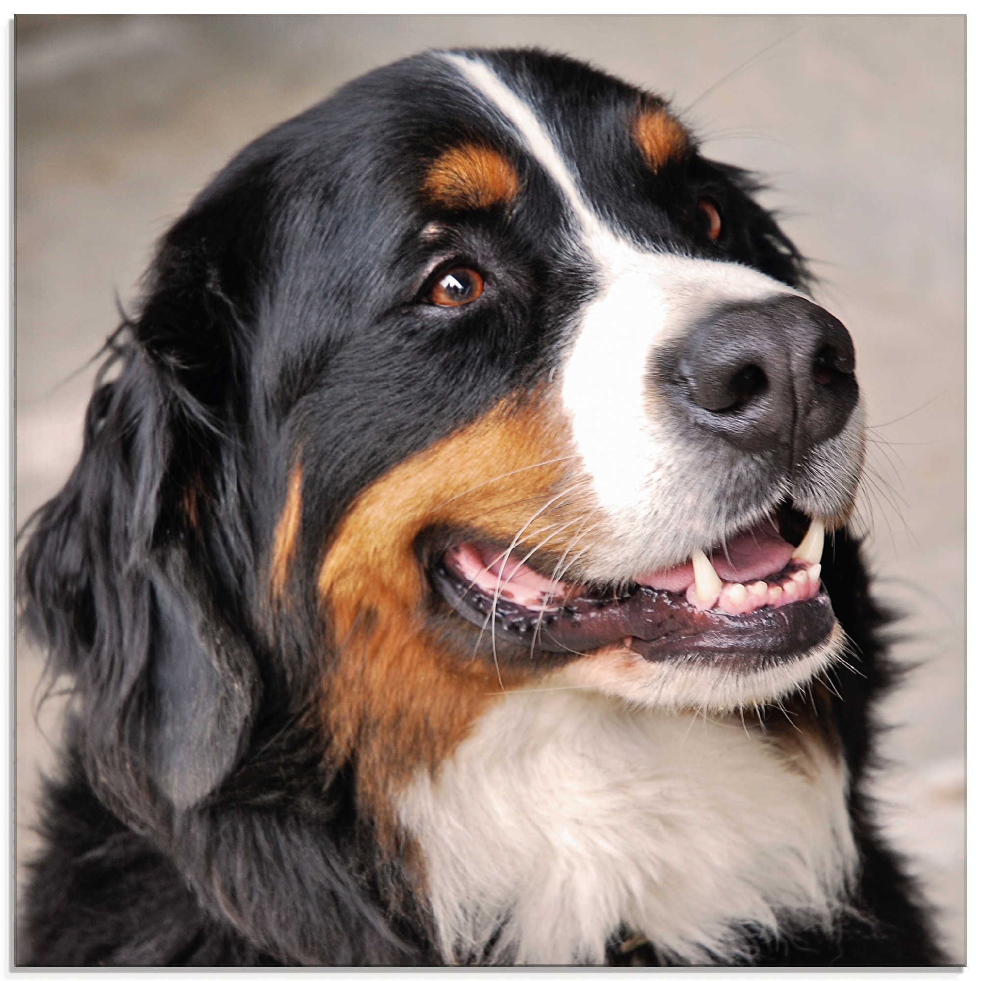 Image of Artland Glasbild "Berner Sennenhund" Haustiere 1 Stk. tlg. in verschiedenen Grössen