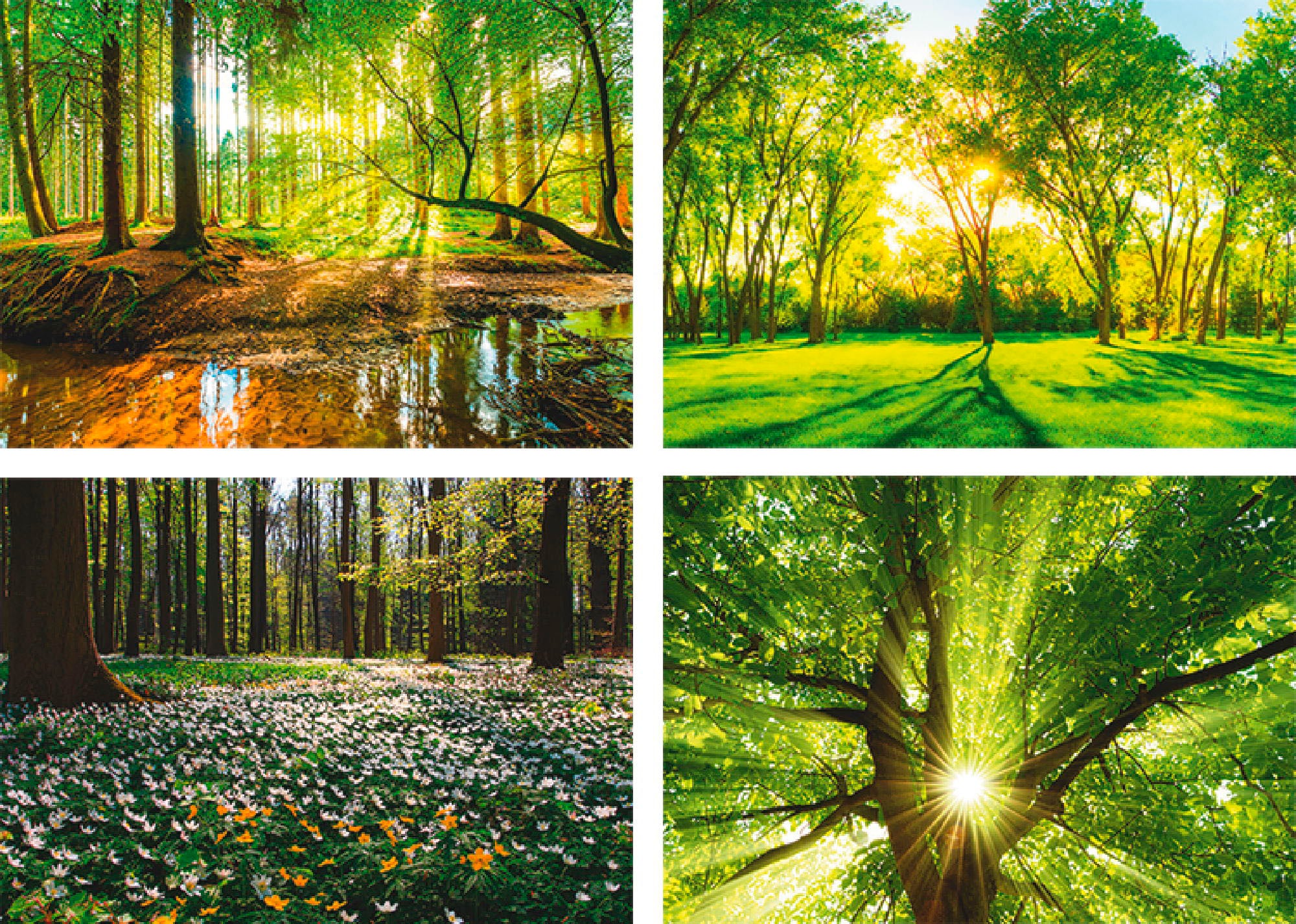 Image of Artland Poster "Wald Bach Frühling Windrosen Sonne Baum" Wald 4 Stk. tlg. Bilder Set, 4tlg., ohne Rahmen