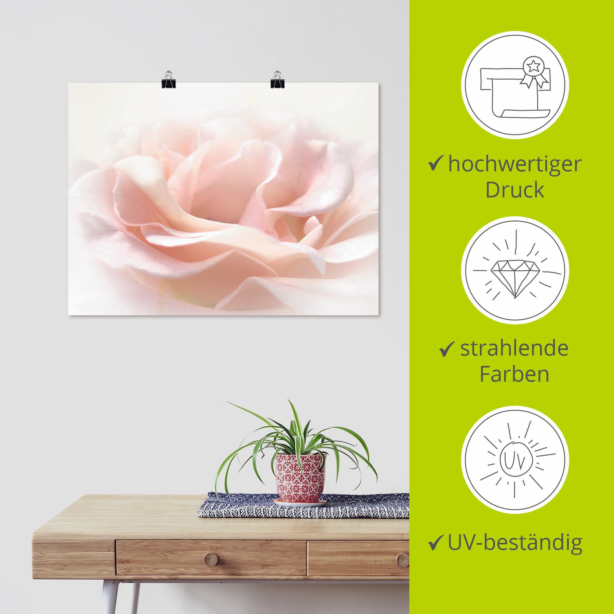 Artland Wandbild »Rose I« Blumen 1 Stk. tlg. als Alubild, Poster in verschied. Grössen