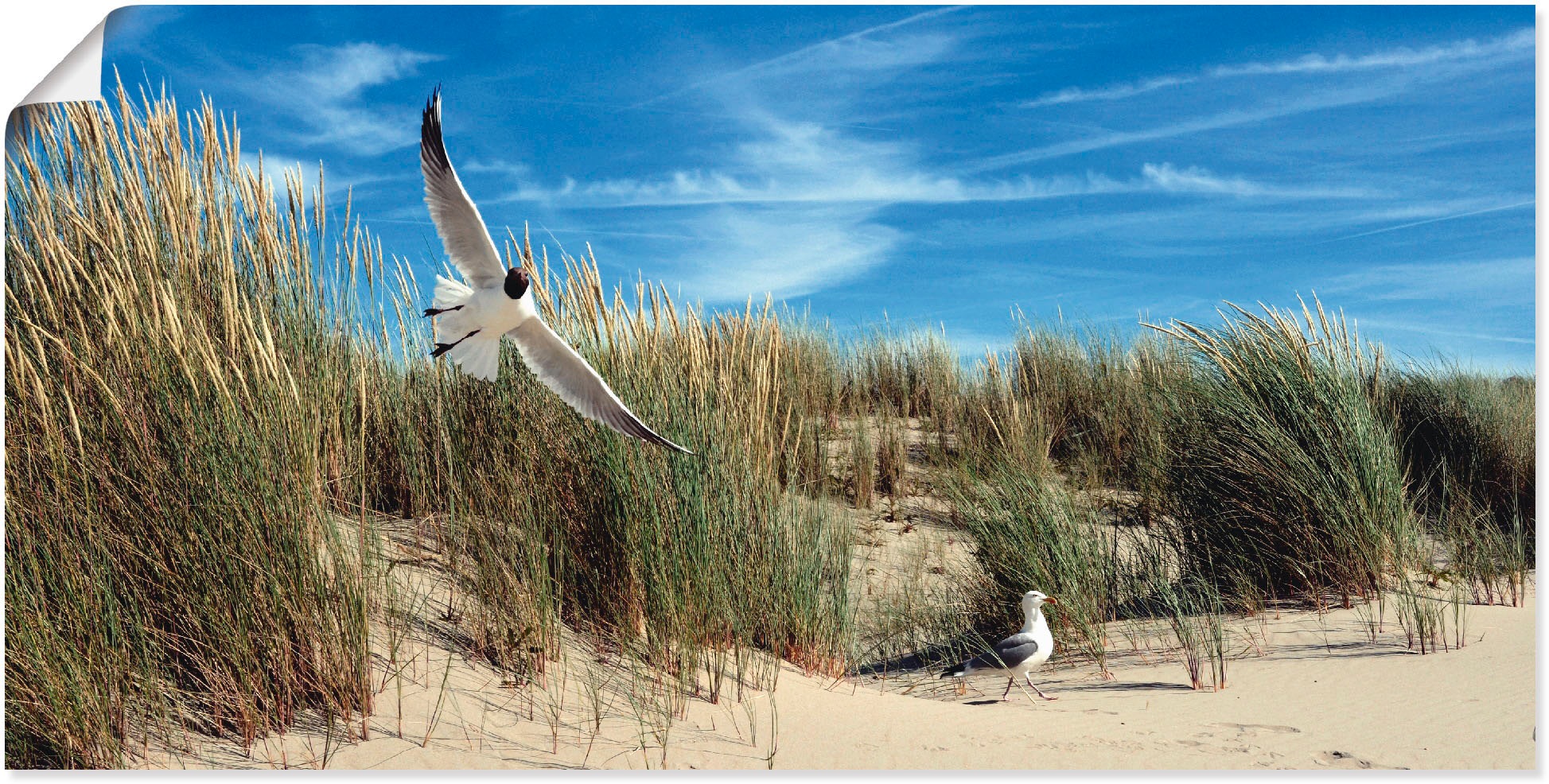 Image of Artland Wandbild »Möwe und Seeschwalbe in Dünenlandschaft«, Vögel, (1 St.), in vielen Grössen & Produktarten - Alubild / Outdoorbild für den Aussenbereich, Leinwandbild, Poster, Wandaufkleber / Wandtattoo auch für Badezimmer geeignet bei Ackermann Versand