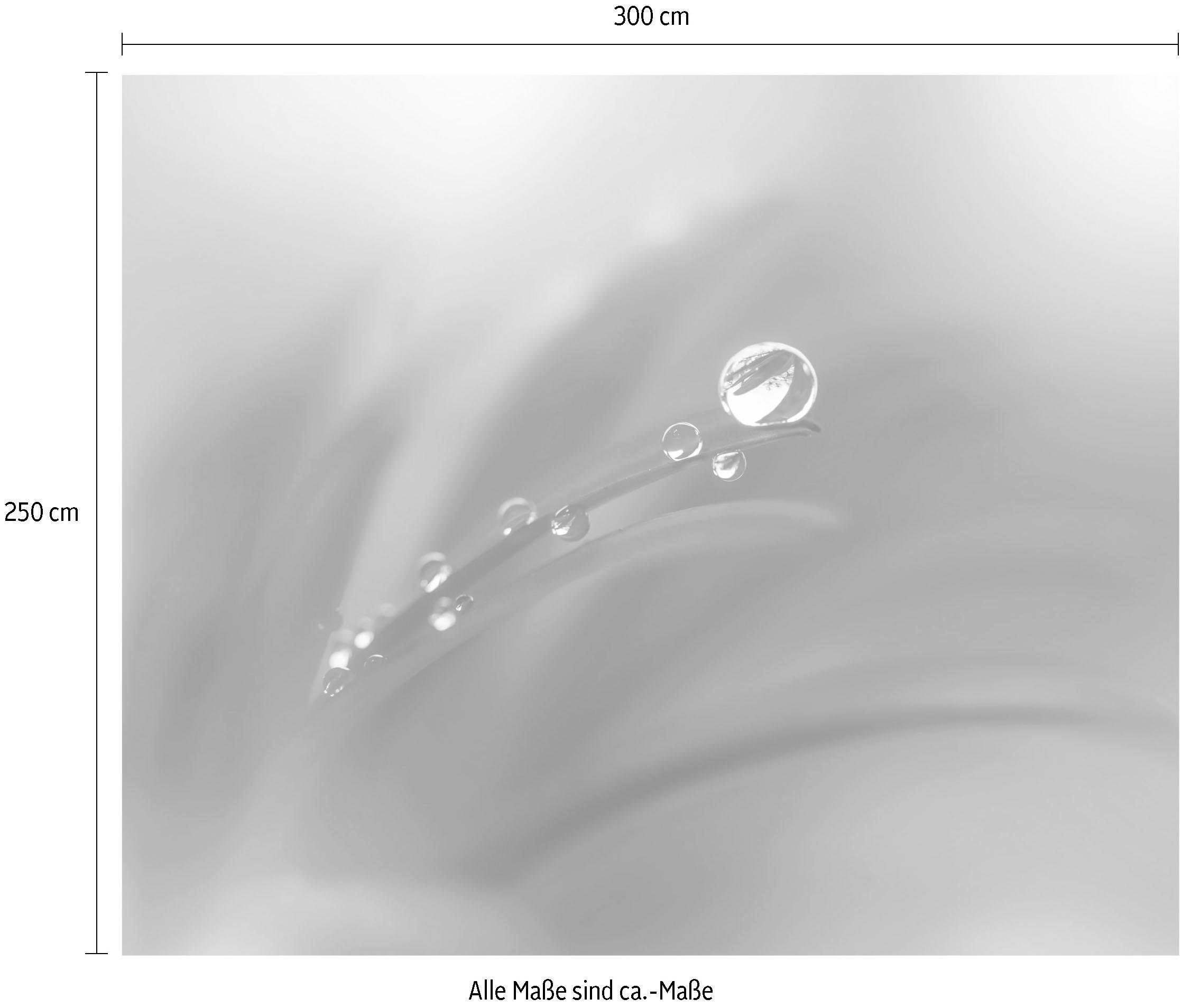 Komar Papier peint intissé »Digitaldruck Vlies -  Tautropfen - Grösse 300 x 250 cm« imprimé Wohnzimmer, Schlafzimmer