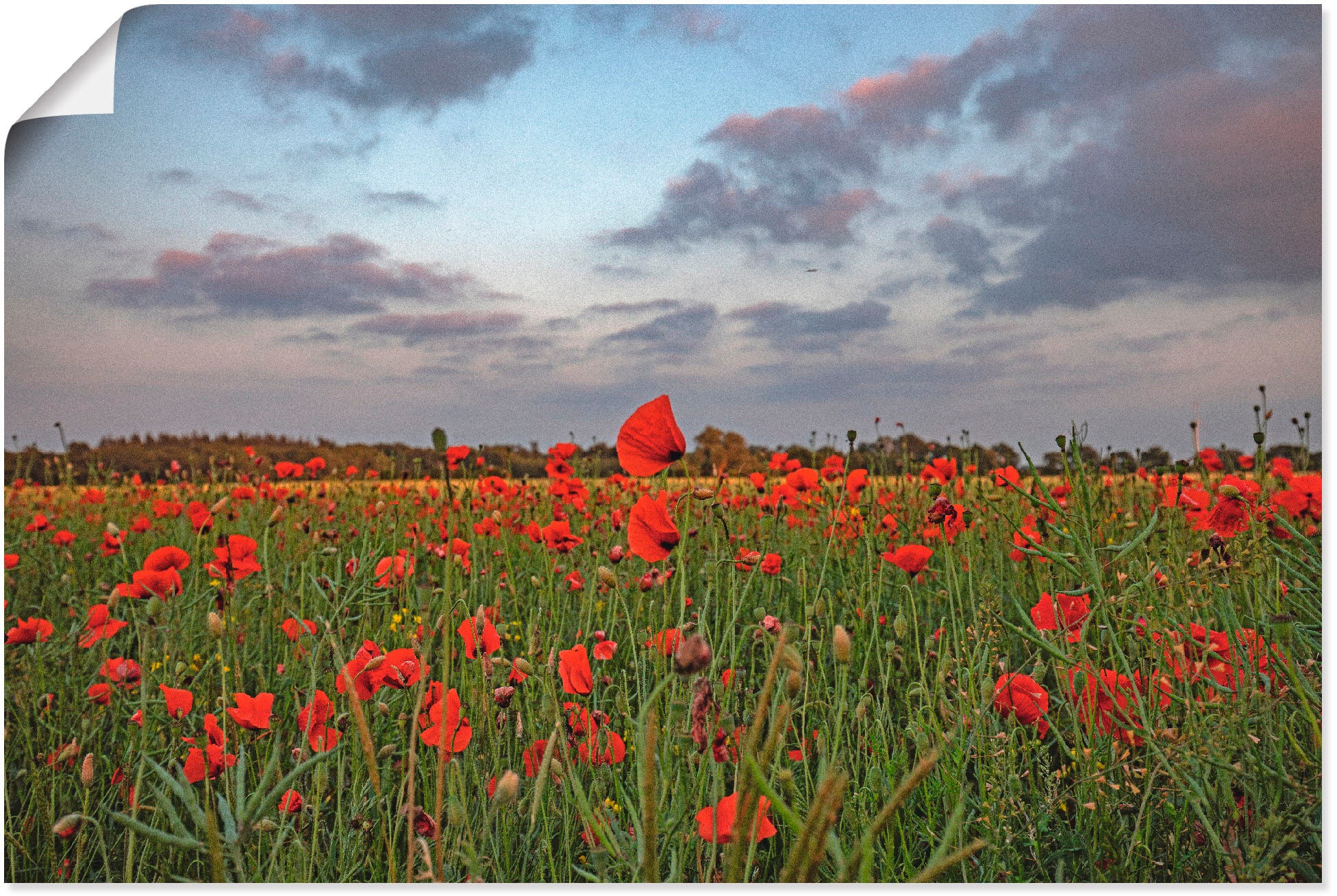 Image of Artland Wandbild »Mohnblumenfeld«, Blumenwiese, (1 St.), in vielen Grössen & Produktarten - Alubild / Outdoorbild für den Aussenbereich, Leinwandbild, Poster, Wandaufkleber / Wandtattoo auch für Badezimmer geeignet bei Ackermann Versand Schweiz
