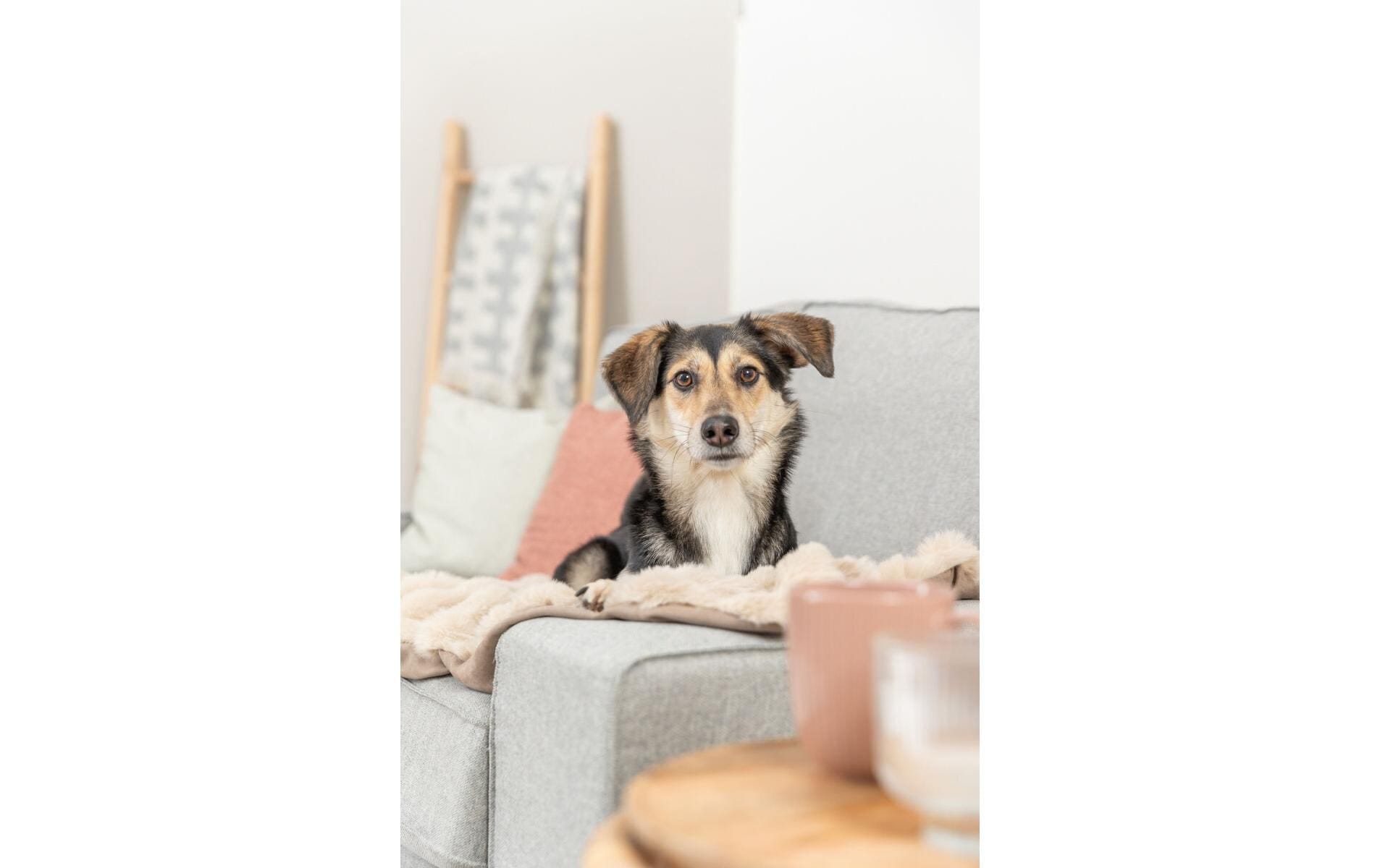 TRIXIE Tapis pour chien »Trixie Hunde-Decke Elli 100 x 70 cm, Sand«
