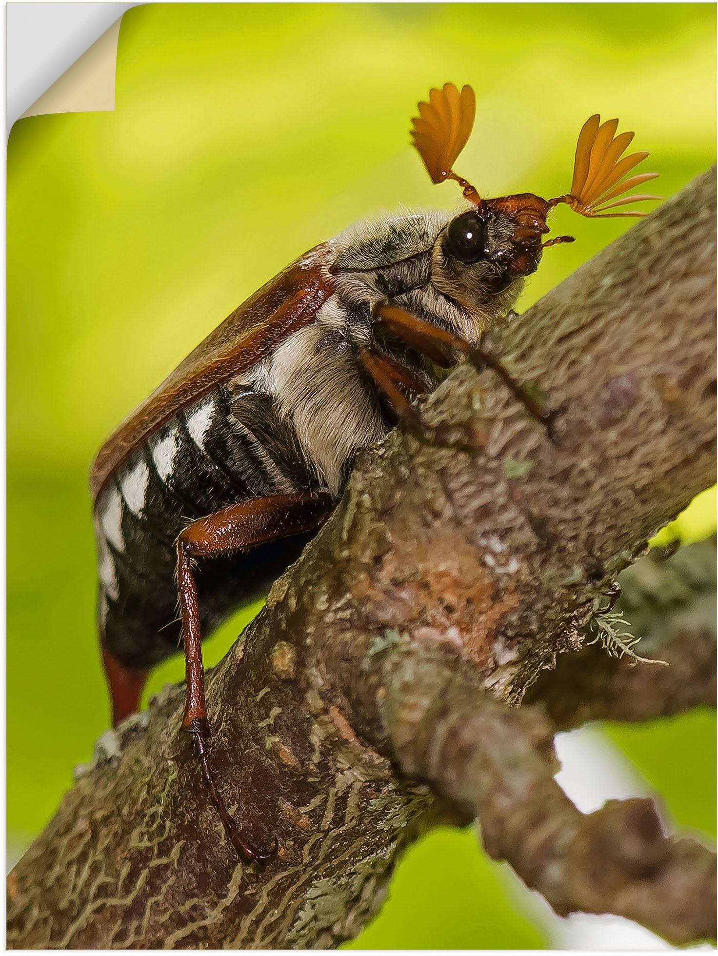 Image of Artland Wandbild »Maikäfer«, Insekten, (1 St.), in vielen Grössen & Produktarten - Alubild / Outdoorbild für den Aussenbereich, Leinwandbild, Poster, Wandaufkleber / Wandtattoo auch für Badezimmer geeignet bei Ackermann Versand Schweiz