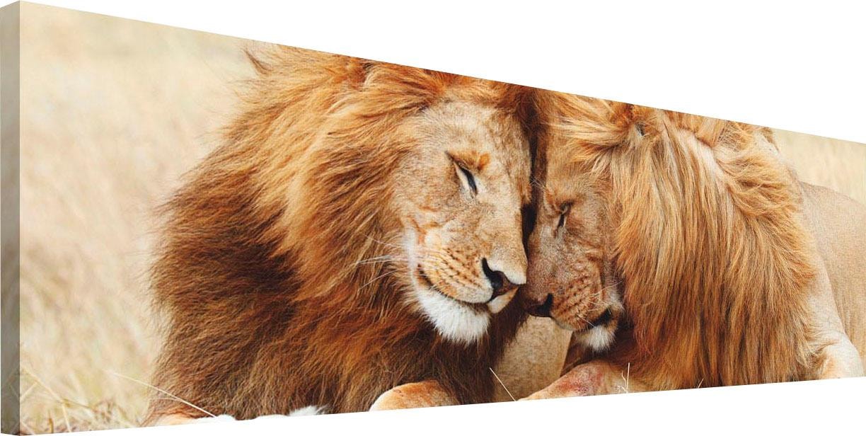 günstig Wandbild »Löwenliebe« kaufen Reinders!