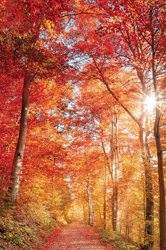 Image of Bönninghoff Leinwandbild "Wandbild BUNTER HERBSTWALD 60x90 cm – Leinwandbild Keilrahmen Deko" Baumbilder Bäume Landschaft Natur Wald Waldbilder 1 Stk. tlg. auf Keilrahmen gespannt