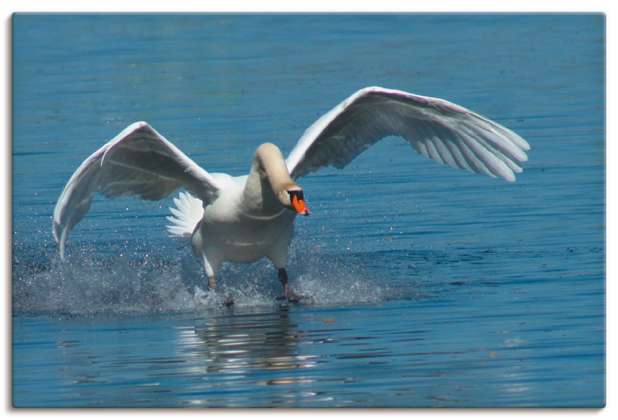 Image of Artland Wandbild »Schwanen Schwingen«, Vögel, (1 St.), in vielen Grössen & Produktarten -Leinwandbild, Poster, Wandaufkleber / Wandtattoo auch für Badezimmer geeignet bei Ackermann Versand Schweiz