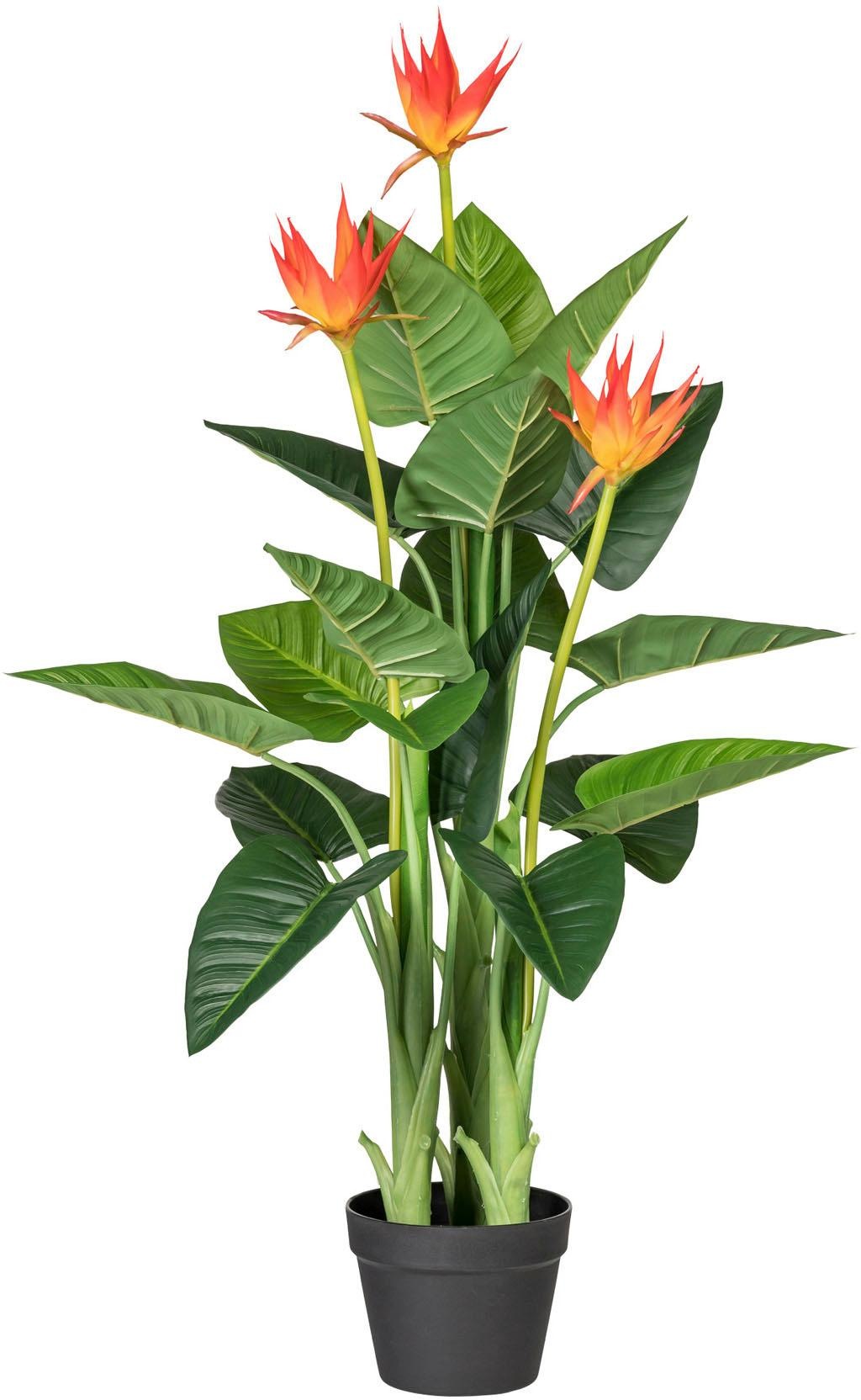 Image of Creativ green Kunstpflanze »Guzmania«, (1 St.) bei Ackermann Versand Schweiz