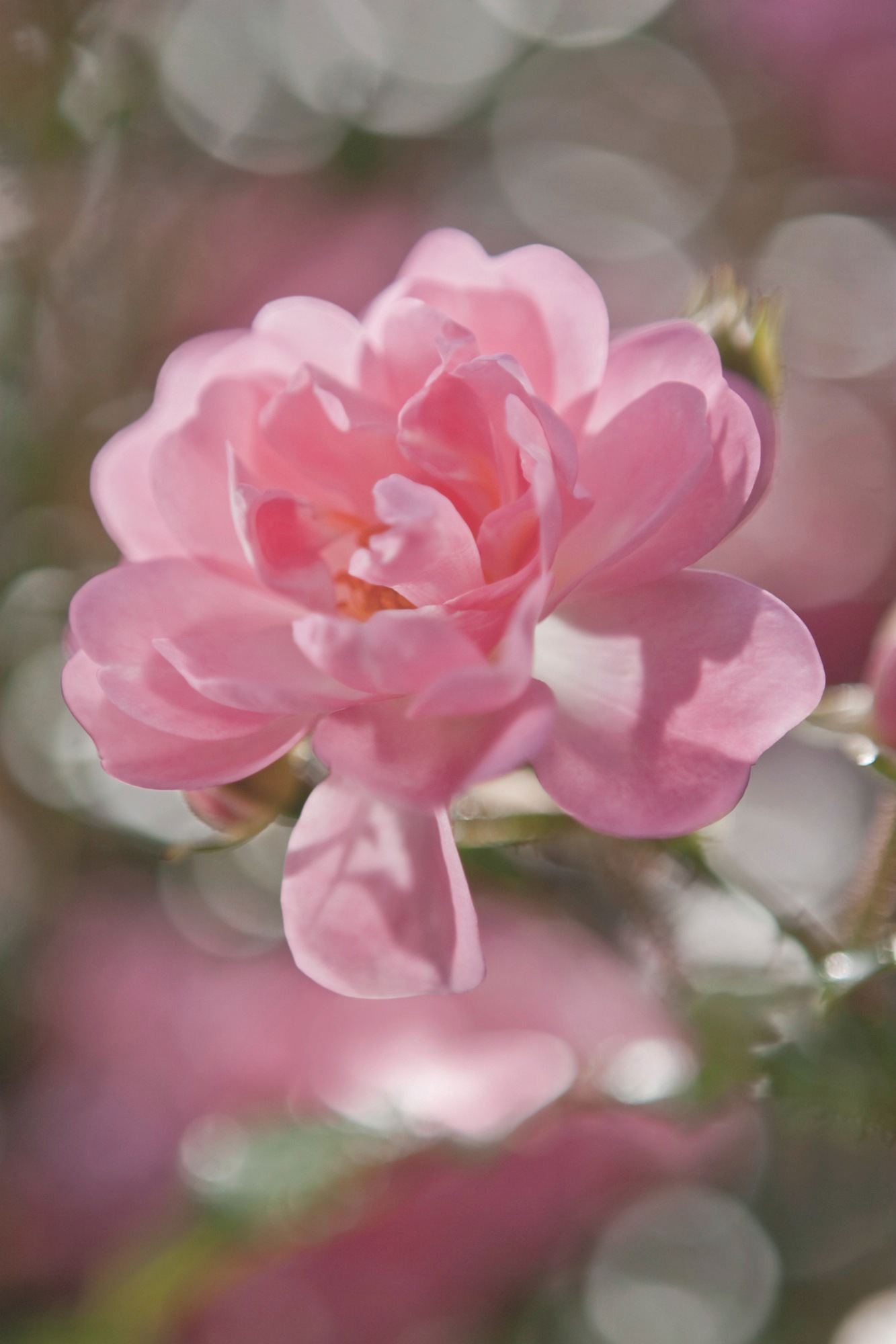 Image of Komar Fototapete »Bouquet«, bedruckt-Wald-Meer, ausgezeichnet lichtbeständig bei Ackermann Versand Schweiz