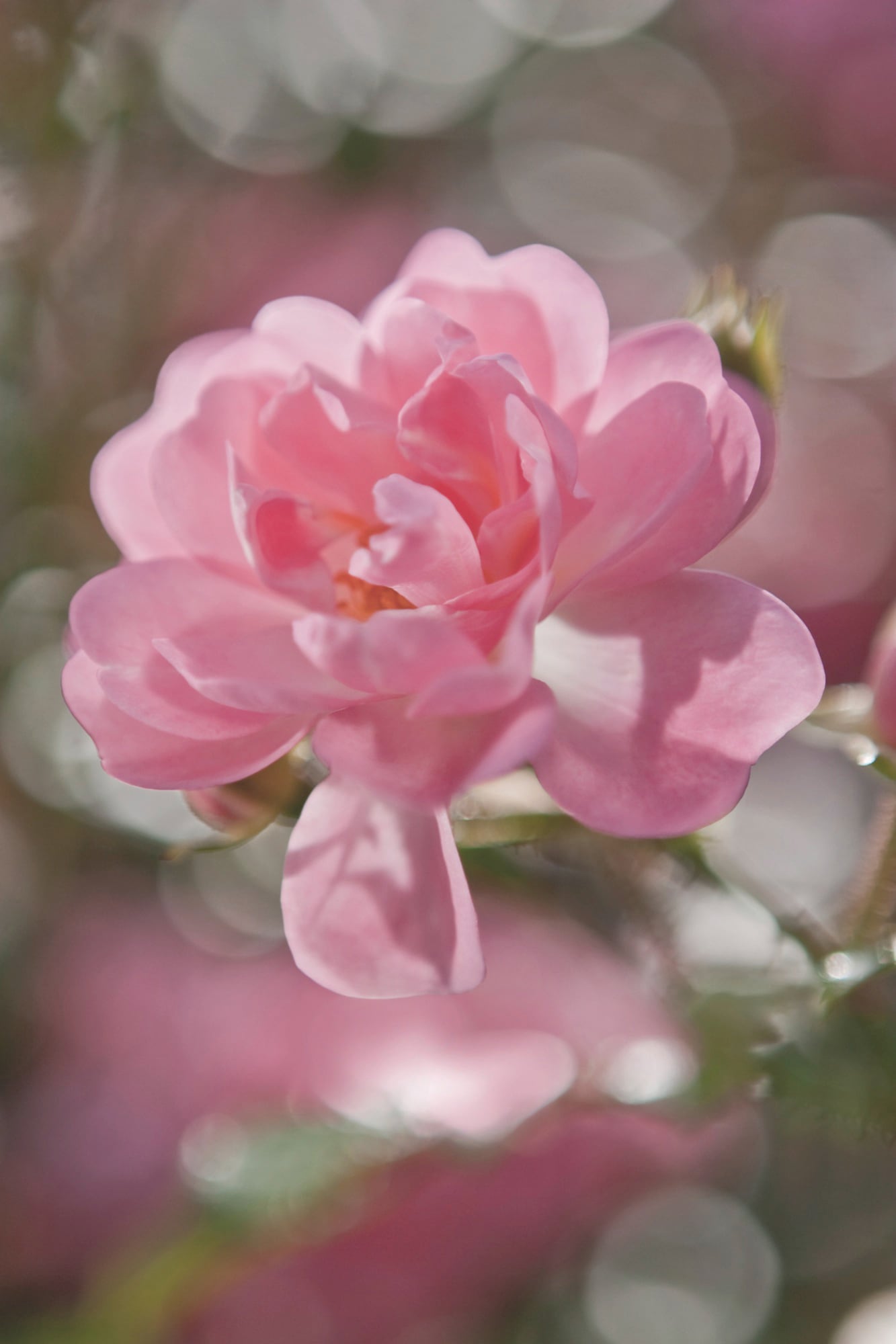 Image of Komar Fototapete "Bouquet - Grösse 184 x 254 cm" bedruckt glatt Wohnzimmer, Schlafzimmer