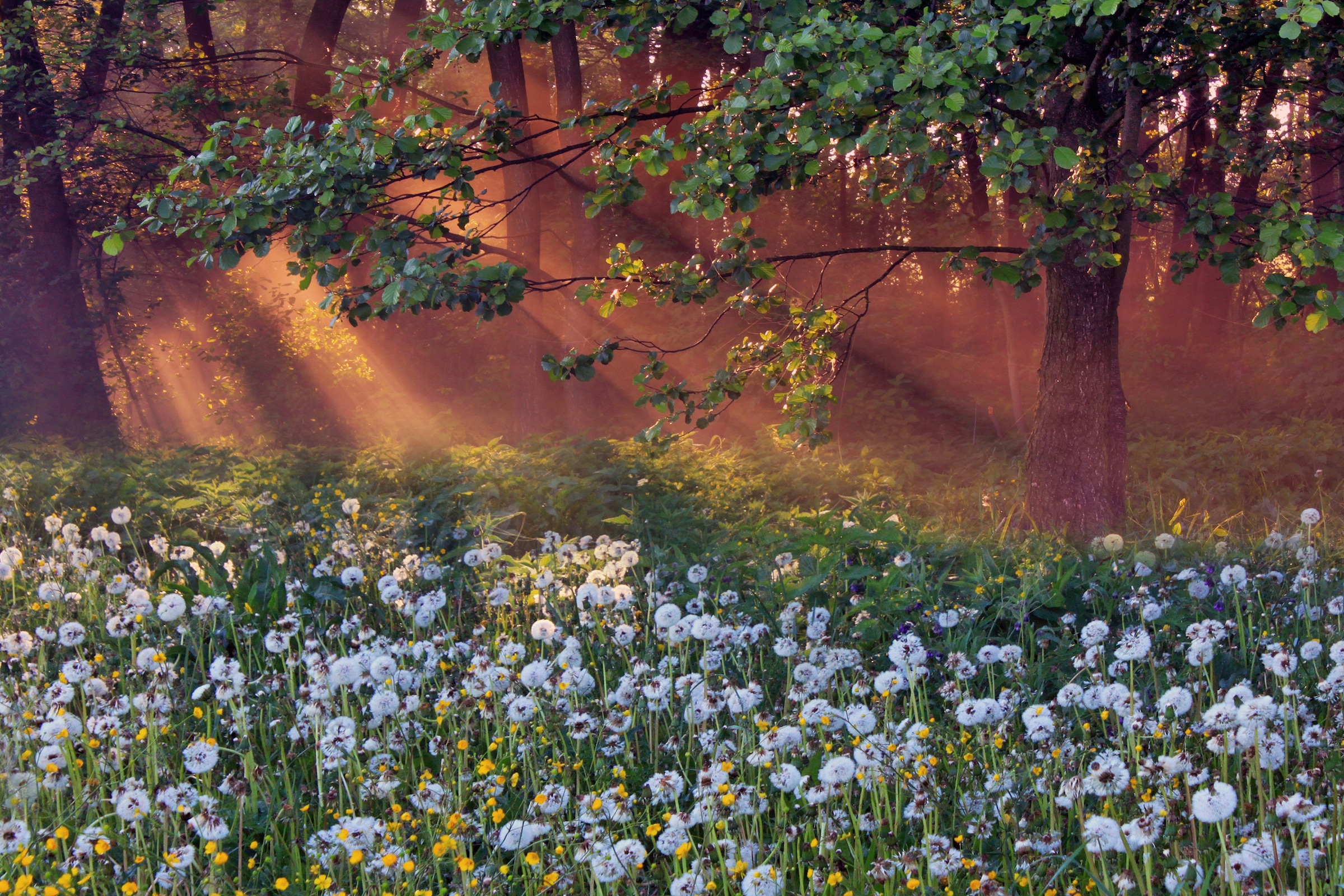Image of Papermoon Fototapete "LÖWENZAHN-FELD WIESE PUSTEBLUME KRAUT BLUME WALD NEBEL"