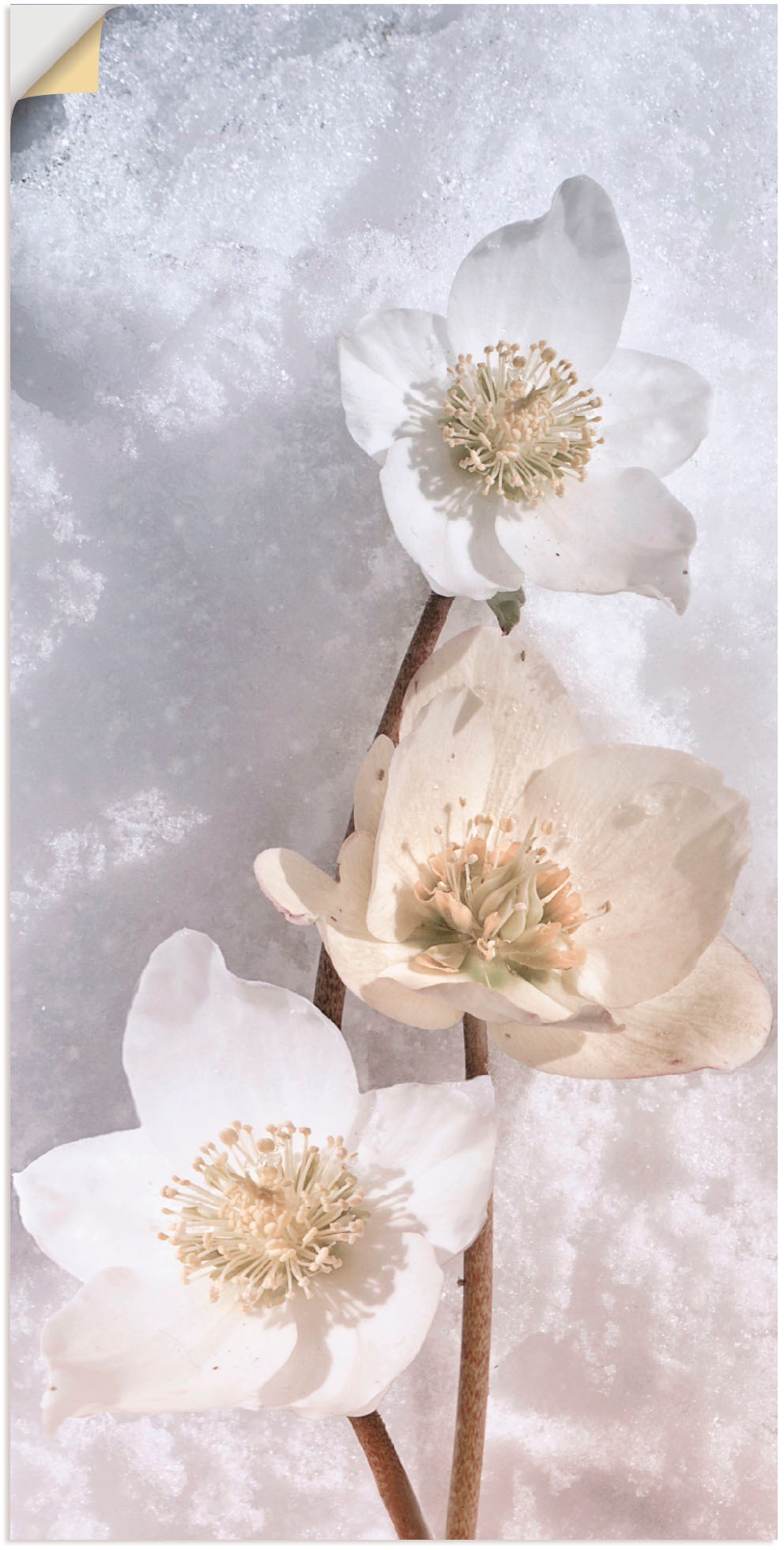 Image of Artland Wandbild »Christrose im Schnee«, Blumen, (1 St.), in vielen Grössen & Produktarten - Alubild / Outdoorbild für den Aussenbereich, Leinwandbild, Poster, Wandaufkleber / Wandtattoo auch für Badezimmer geeignet bei Ackermann Versand Schweiz