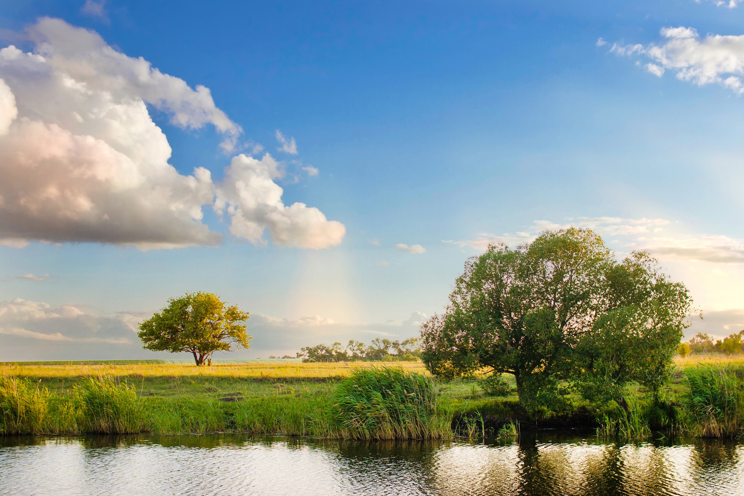 Image of Papermoon Fototapete "River Tree Landscape" glatt