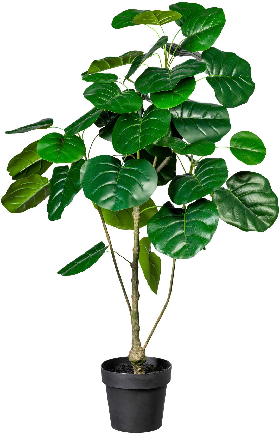 Image of Creativ green Künstliche Zimmerpflanze »Ficus«, (1 St.) bei Ackermann Versand Schweiz