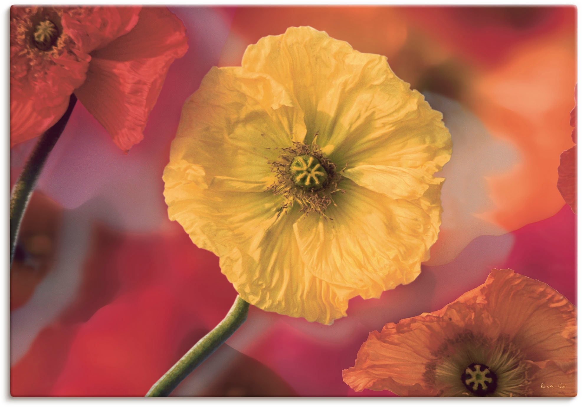 Artland Wandbild »Fotokollage Mohnblumen«, versch. als Wandaufkleber (1 Poster in confortablement Blumenbilder, acheter Grössen oder St.), Leinwandbild