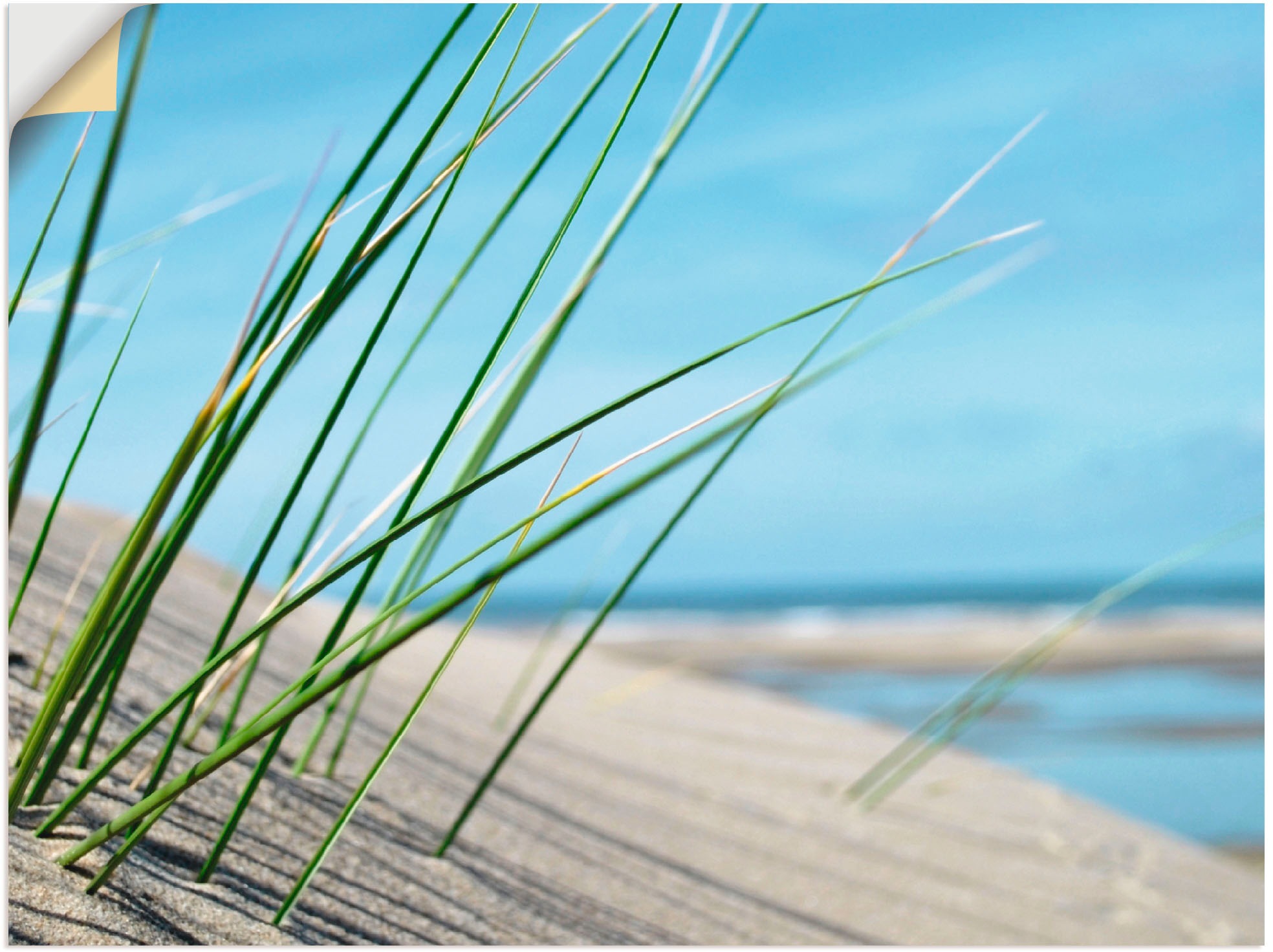 Image of Artland Wandbild »Strandgras«, Gräser, (1 St.), in vielen Grössen & Produktarten -Leinwandbild, Poster, Wandaufkleber / Wandtattoo auch für Badezimmer geeignet bei Ackermann Versand Schweiz