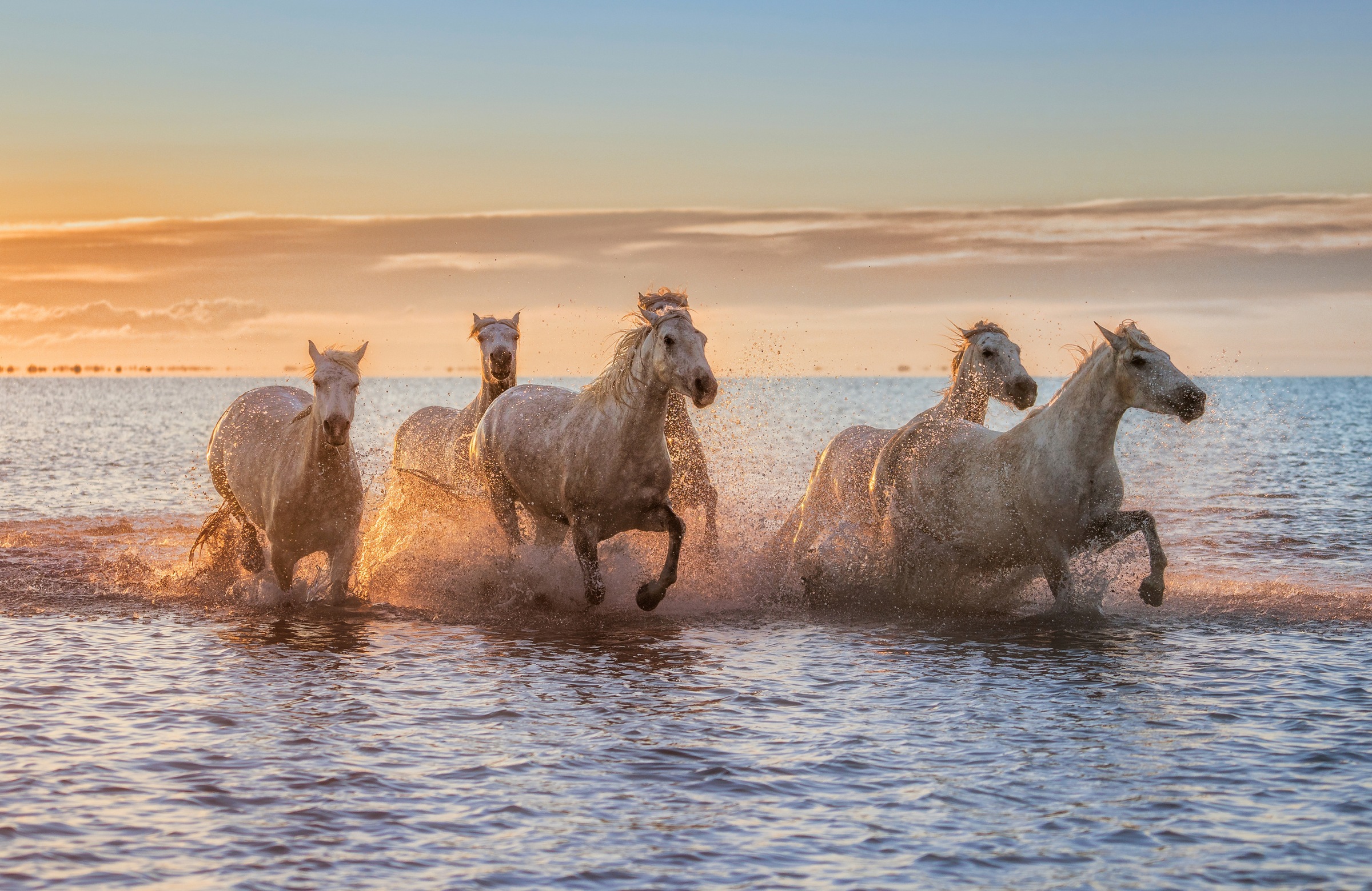 Image of Papermoon Fototapete "Photo-Art ANTONI FIGUERAS BARRANCO, CAMARGUE-PFERDE II"