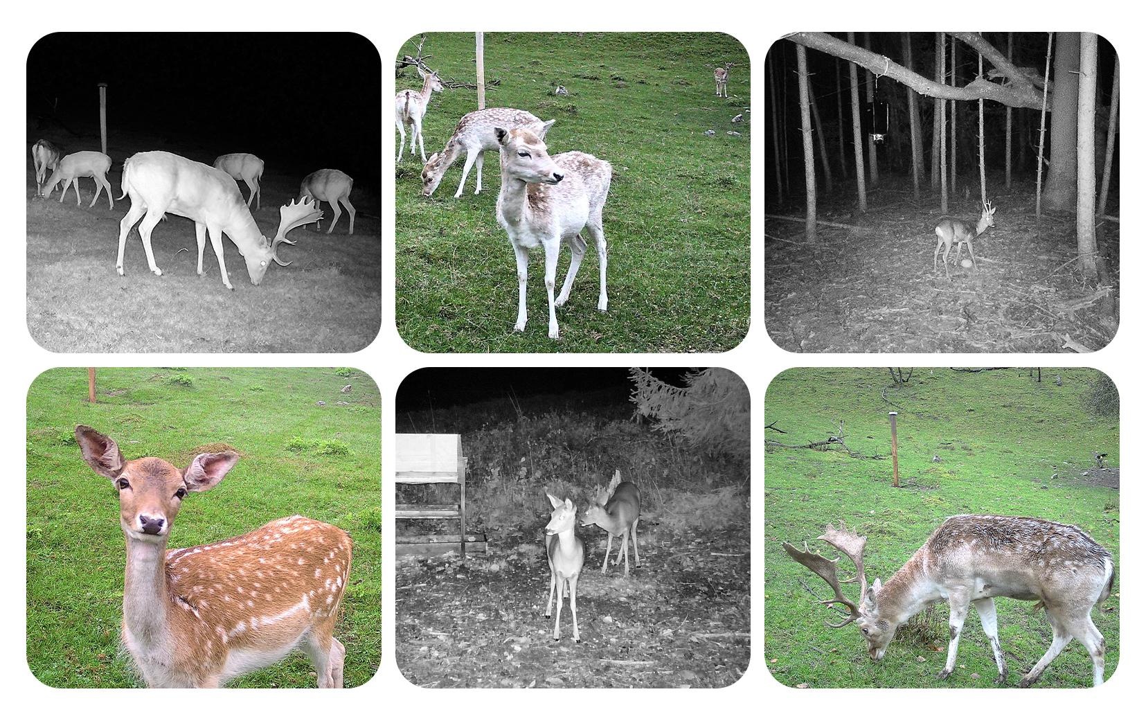 Wildkamera »Dörr Wildkamera SnapShot Cloud Pro 4G WA«, Aussenbereich