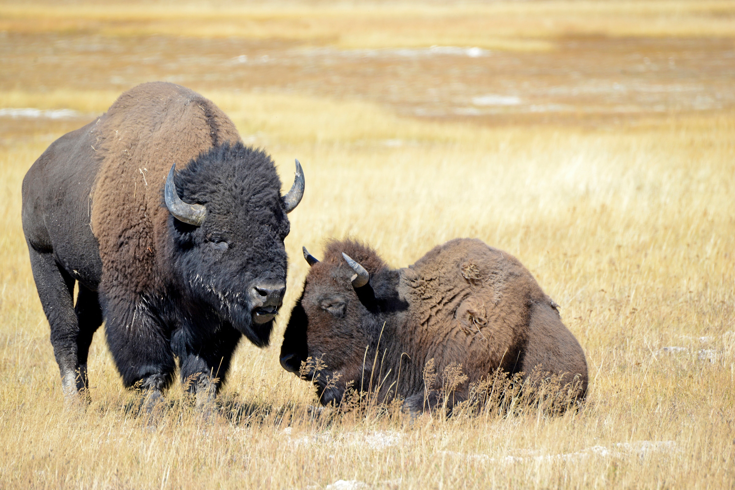 Image of Papermoon Fototapete "BISONS WILD WEST"