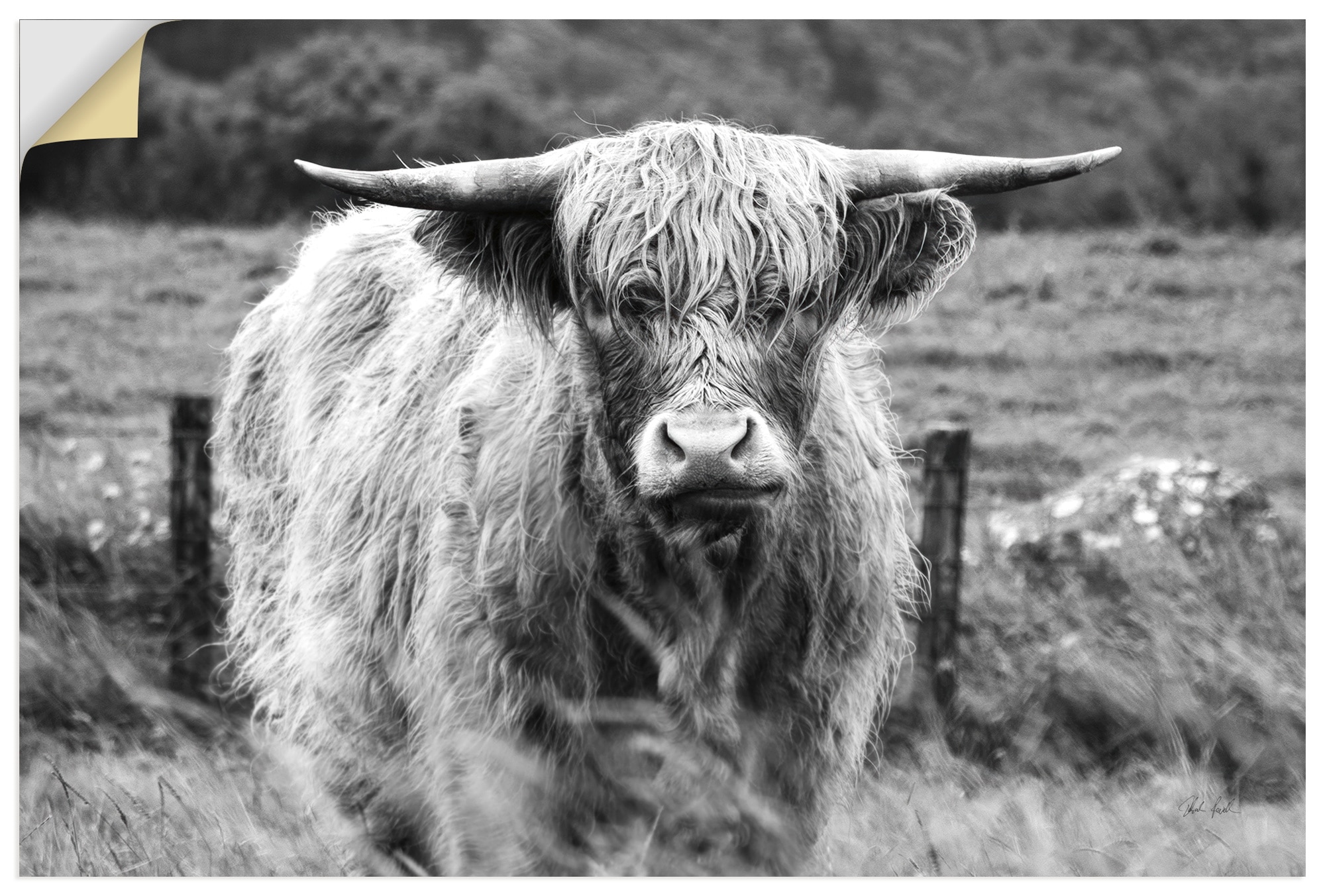 Artland Wandbild »Happy Highland« Wildtiere 1 Stk. tlg. als Alubild, Leinwandbild, Poster, Wandaufkleber in verschied. Grössen