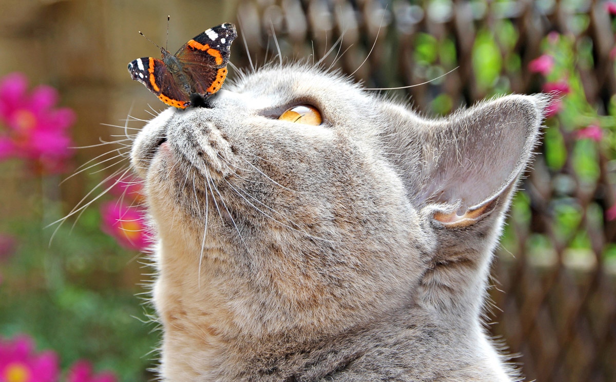 Image of Papermoon Fototapete "Schmetterling und Katze"