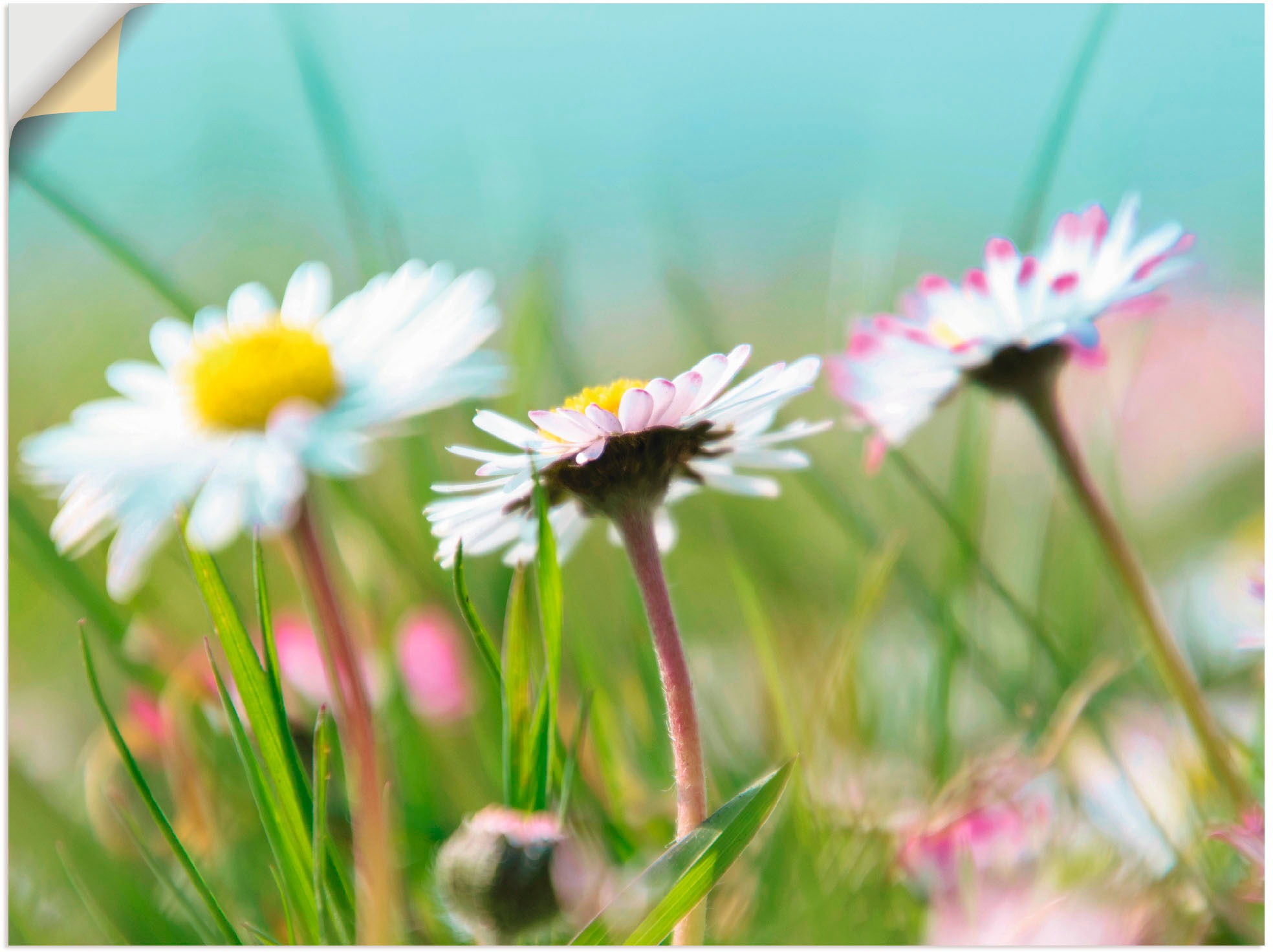 Image of Artland Wandbild »Gänseblümchen Romantik«, Blumen, (1 St.), in vielen Grössen & Produktarten - Alubild / Outdoorbild für den Aussenbereich, Leinwandbild, Poster, Wandaufkleber / Wandtattoo auch für Badezimmer geeignet bei Ackermann Versand Schweiz