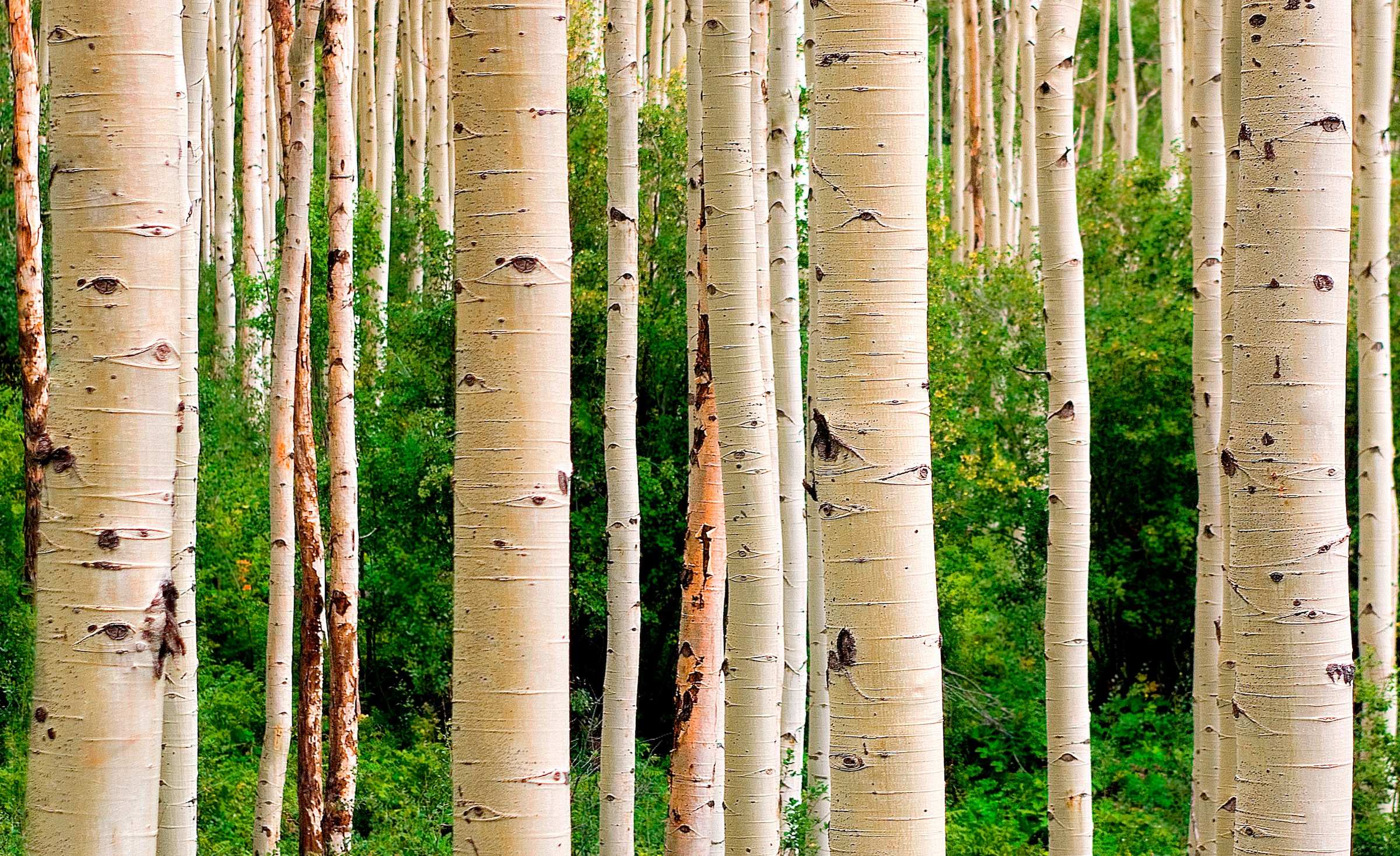Image of Papermoon Fototapete "Aspen Woods in Summer" glatt