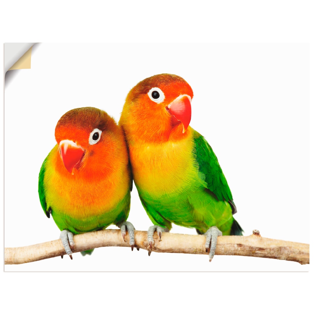 Artland Wandbild »Paar von Grauköpfchen - Papageien«, Vögel, (1 St.)