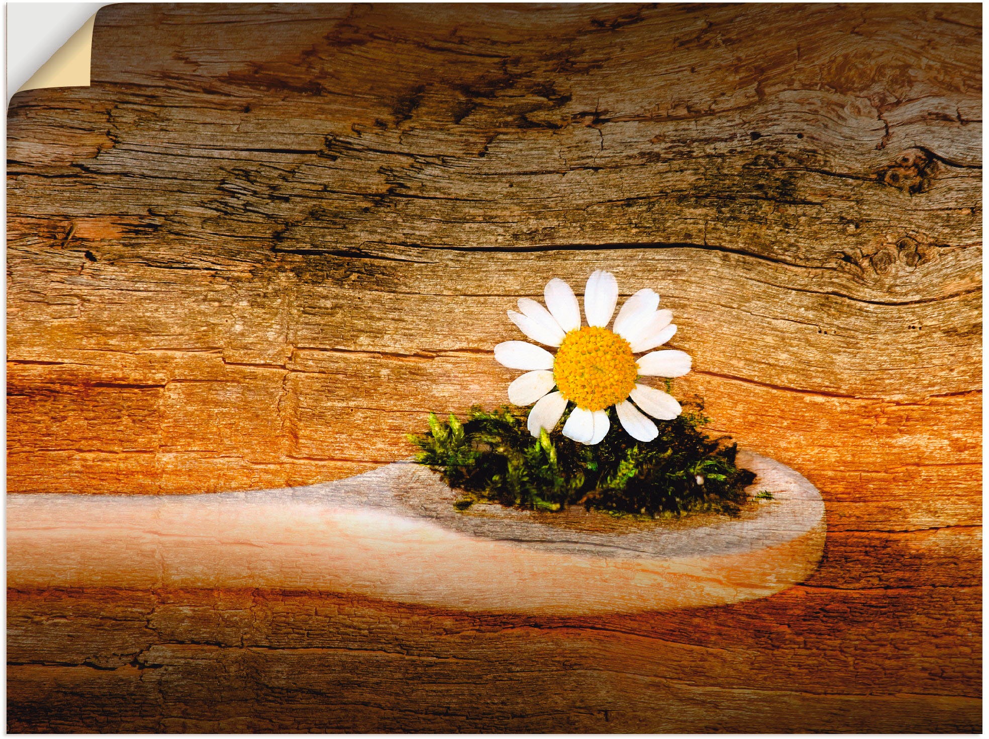 Image of Artland Wandbild »Kamille«, Blumen, (1 St.), in vielen Grössen & Produktarten -Leinwandbild, Poster, Wandaufkleber / Wandtattoo auch für Badezimmer geeignet bei Ackermann Versand Schweiz