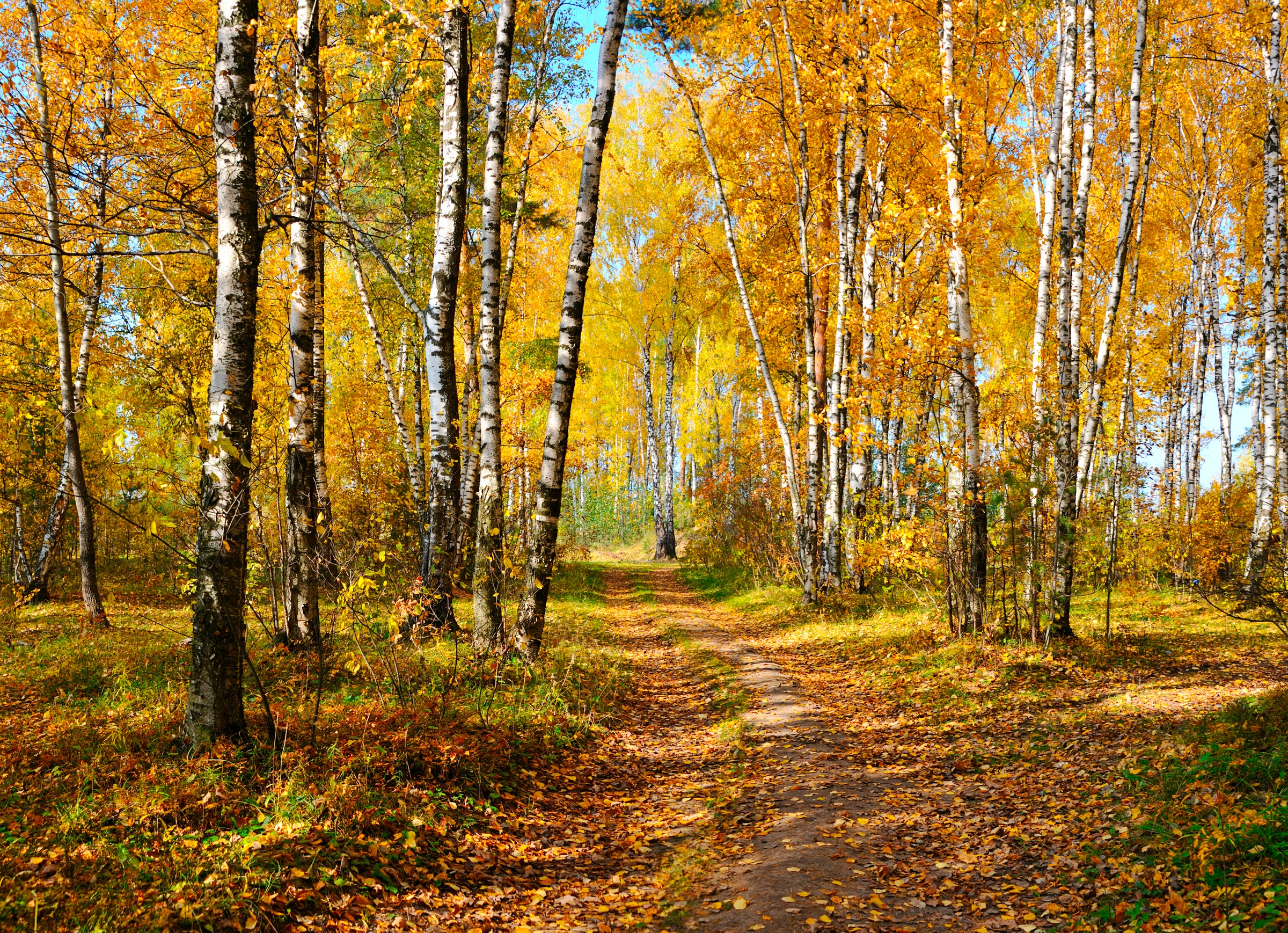 Image of Papermoon Fototapete »Autumn Forest«, matt, BlueBack, 7 Bahnen, 350 x 260 cm bei Ackermann Versand Schweiz