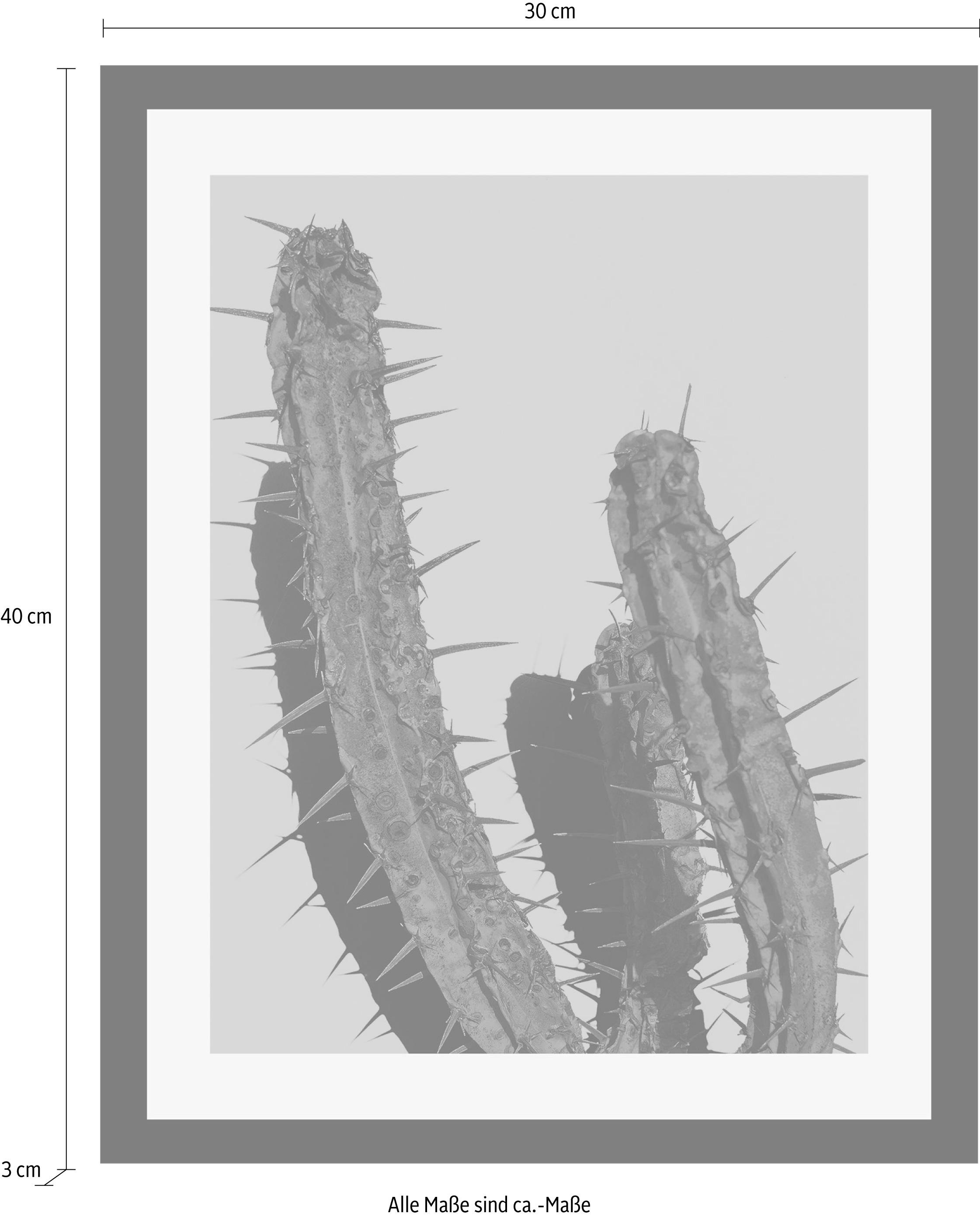 queence Bild »Kaktus« Foto | Kunst | Pflanzen | Pflanzenbilder HD Premium Poster-Druck inkl. Holzrahmen