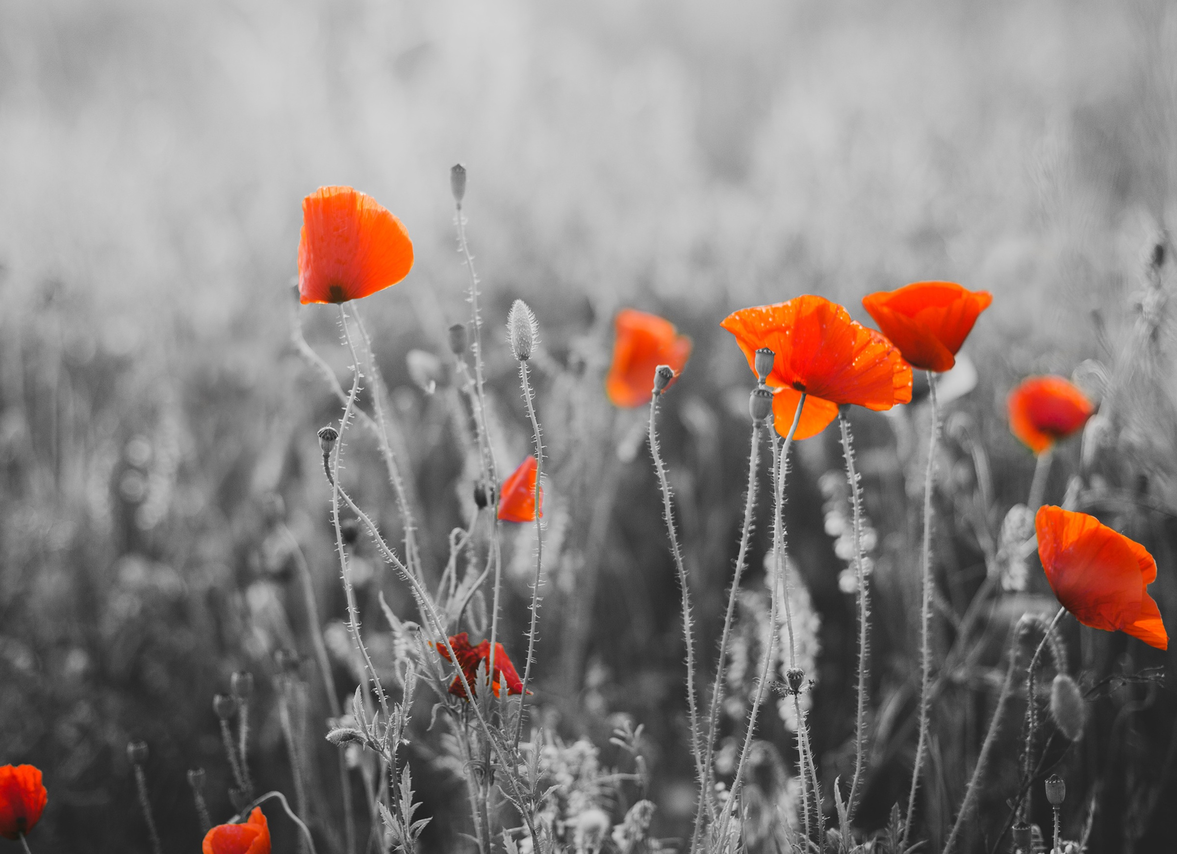 Image of Papermoon Fototapete »Red Poppy Flowers« bei Ackermann Versand Schweiz