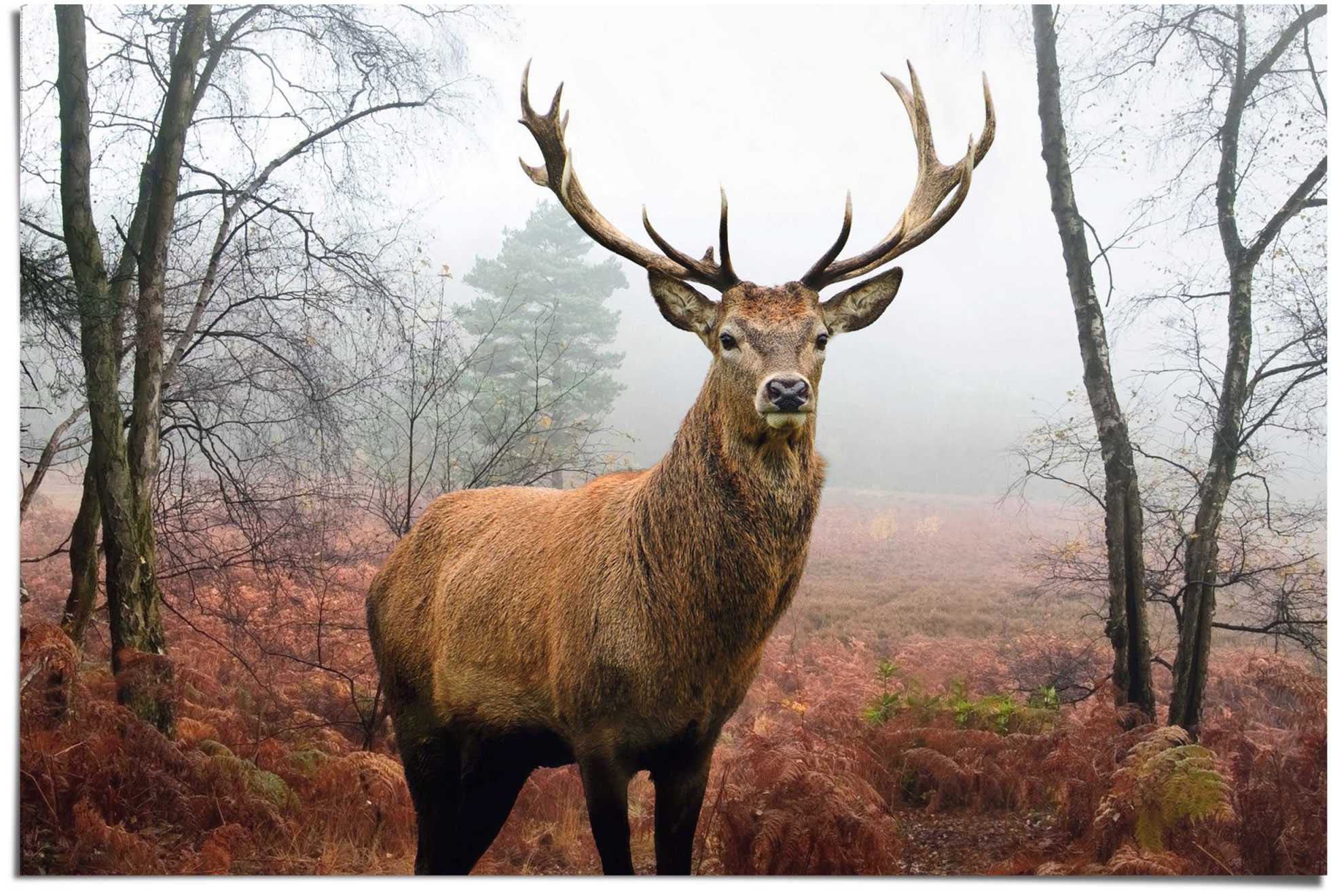 Image of Reinders Poster "Hirsch im Wald" 1 Stk. tlg.