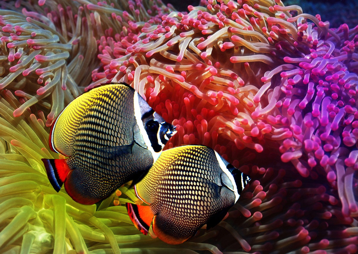 Image of Papermoon Fototapete »Fische«, Vliestapete, hochwertiger Digitaldruck, inklusive Kleister bei Ackermann Versand Schweiz