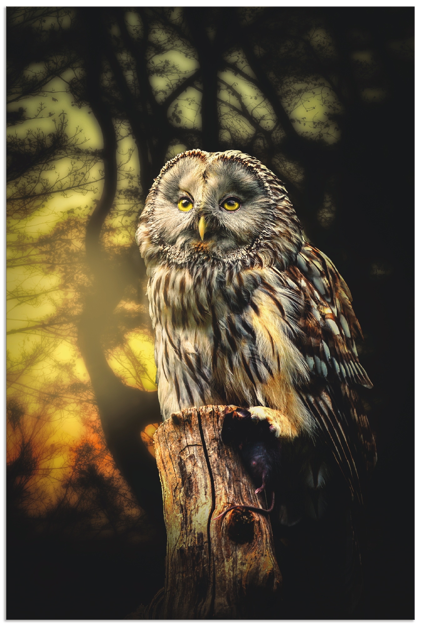 Image of Artland Wandbild "Eule" Vögel 1 Stk. tlg. als Alubild, Outdoorbild, Leinwandbild, Poster in verschied. Grössen