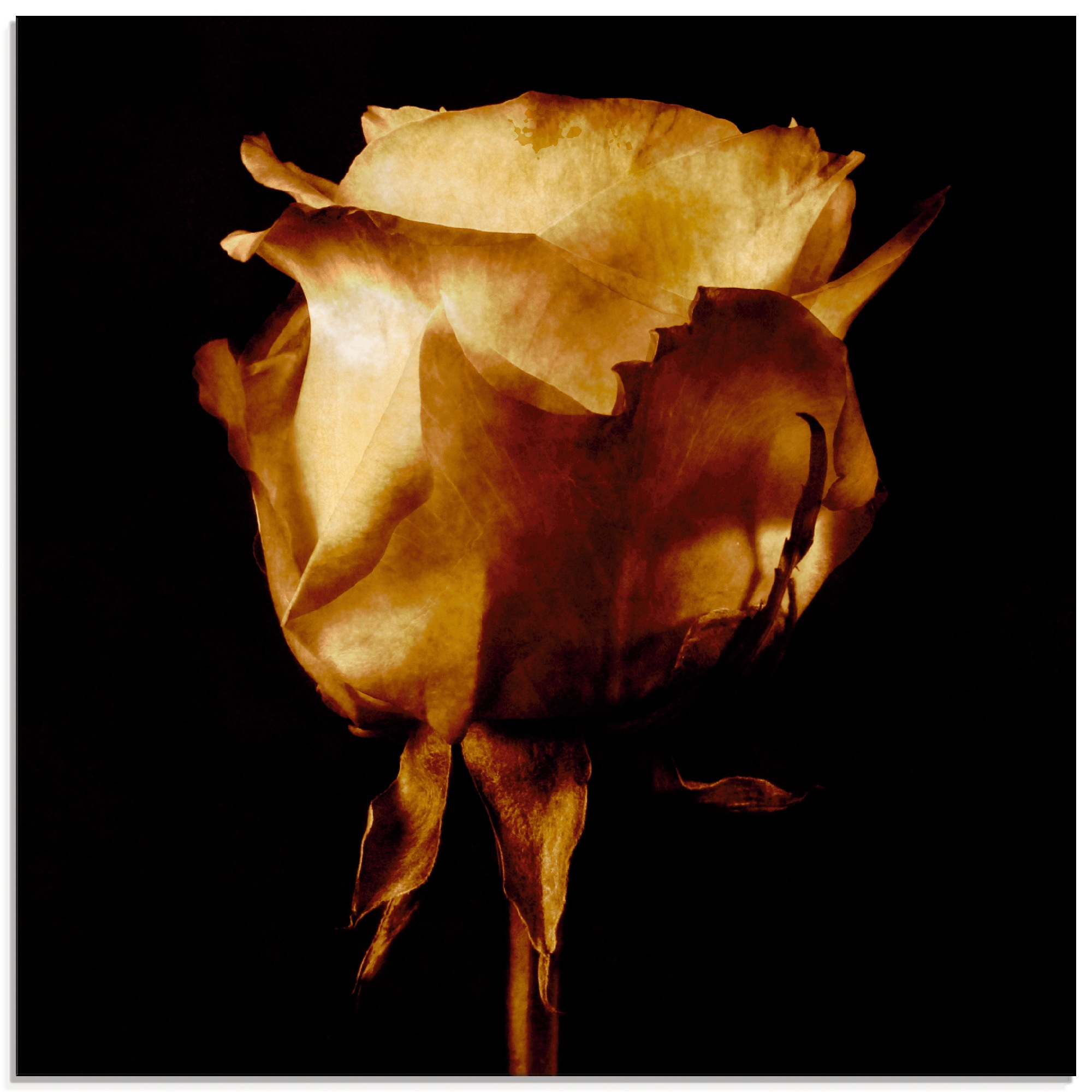 Image of Artland Glasbild "Vergoldete Rose" Blumen 1 Stk. tlg. in verschiedenen Grössen