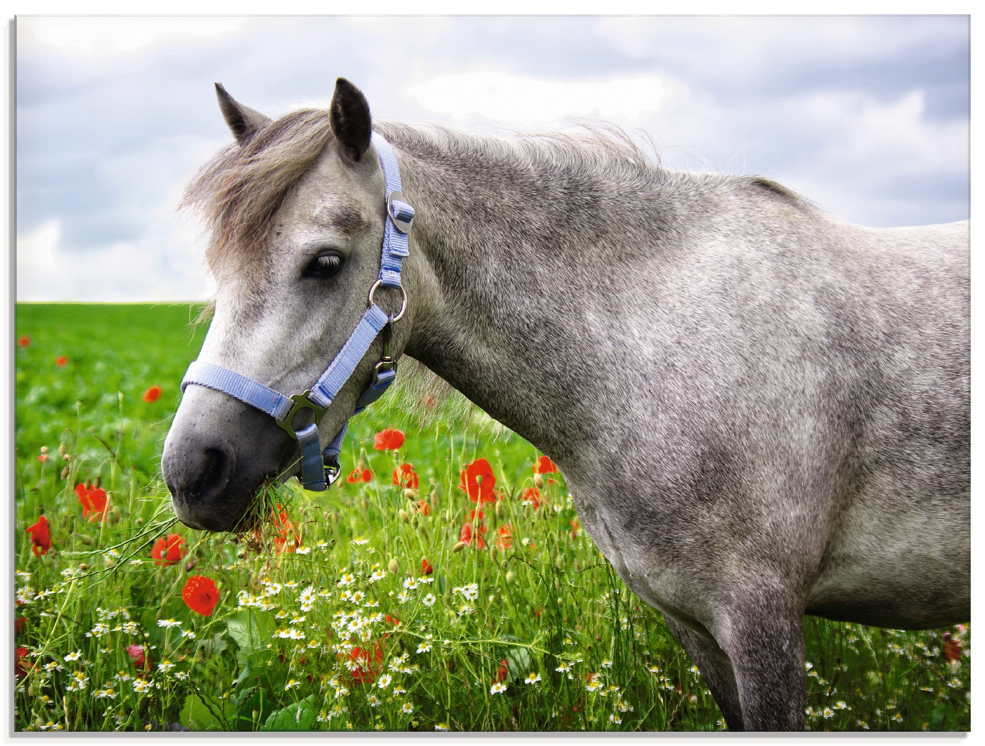 Image of Artland Glasbild »Welshpony«, Haustiere, (1 St.) bei Ackermann Versand Schweiz