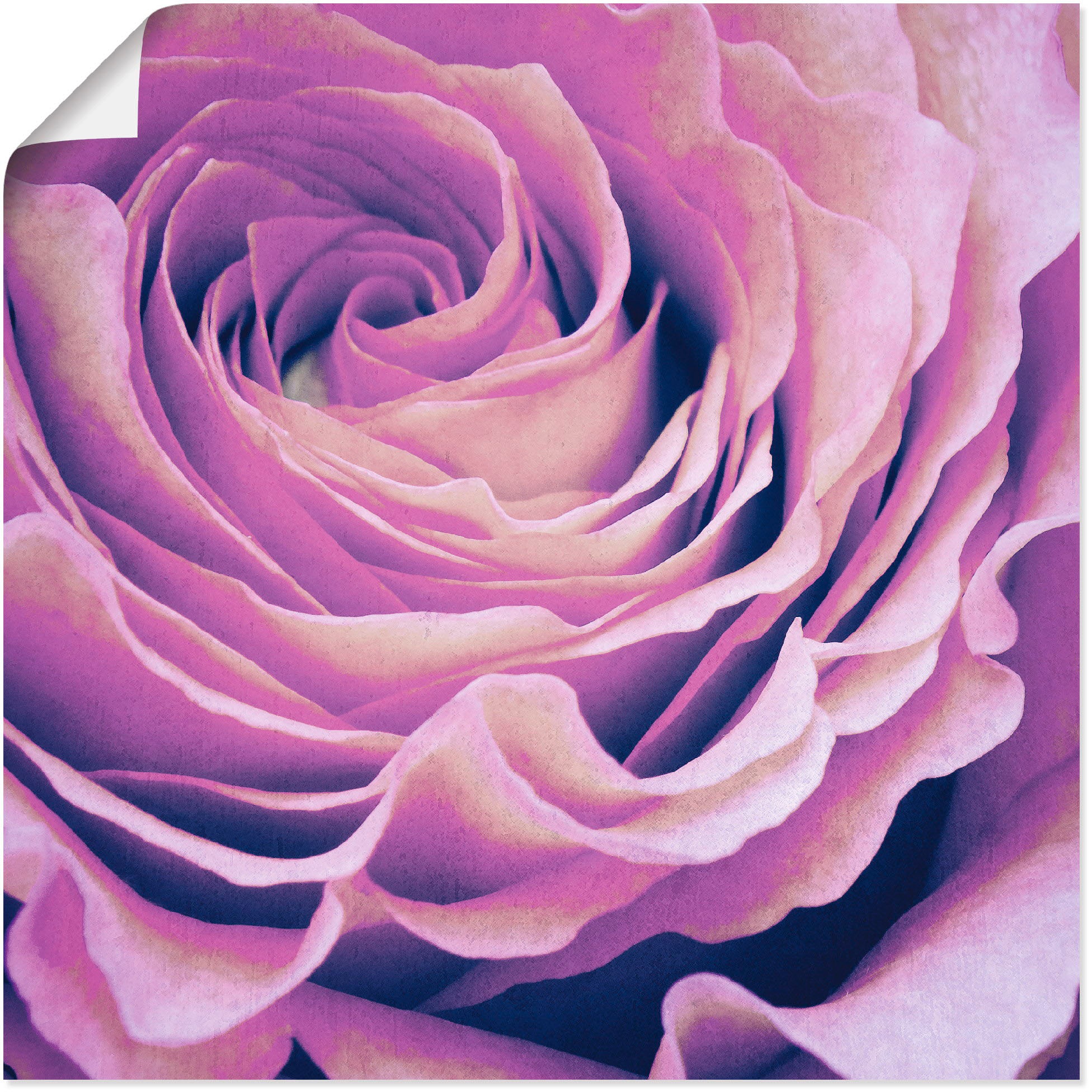 Image of Artland Poster "Lila Rose" Blumen 1 Stk. tlg. ohne Rahmen