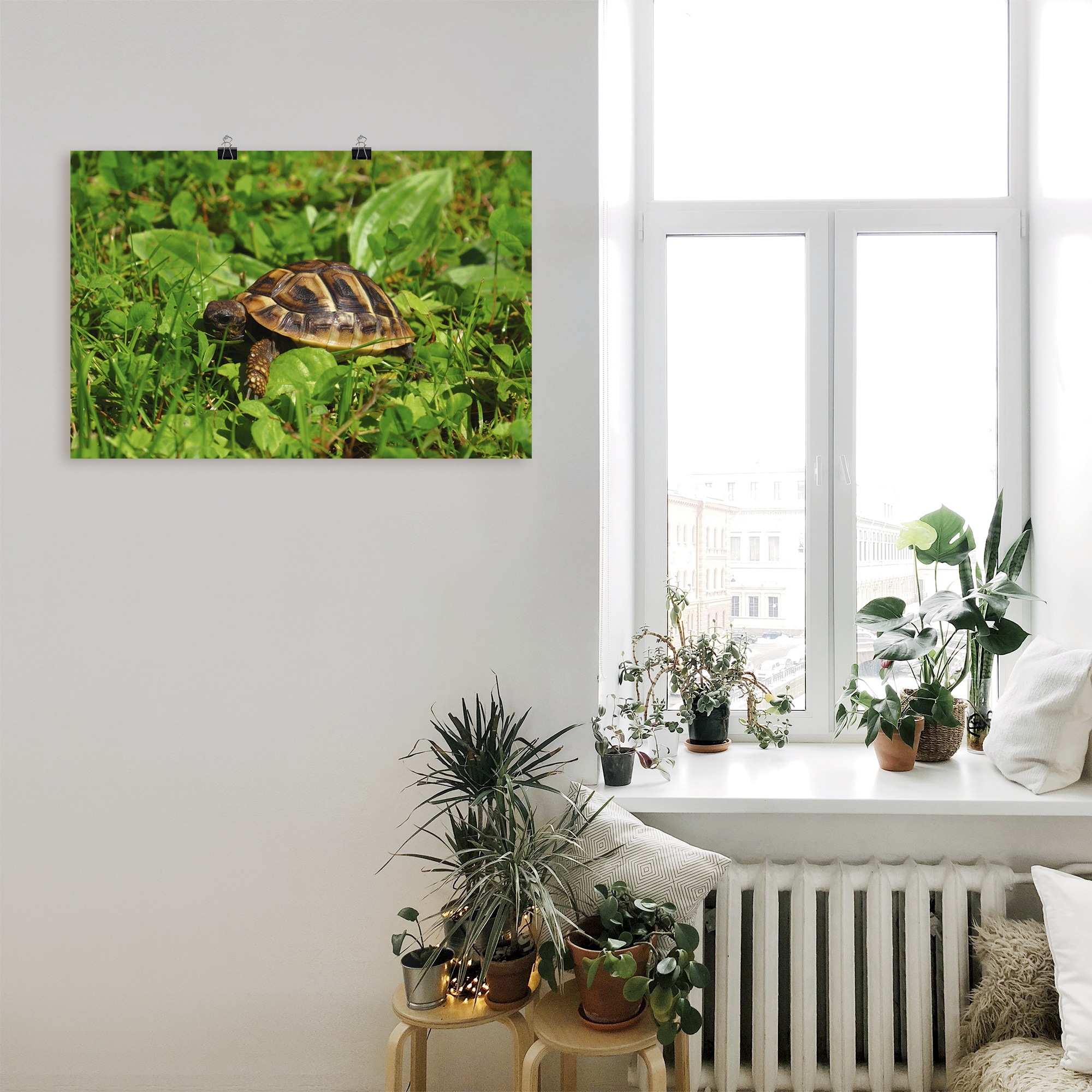 Artland Poster »Griechische Landschildkröten Baby«, Reptilien, (1 St.), als Alubild, Leinwandbild, Wandaufkleber oder Poster in versch. Grössen