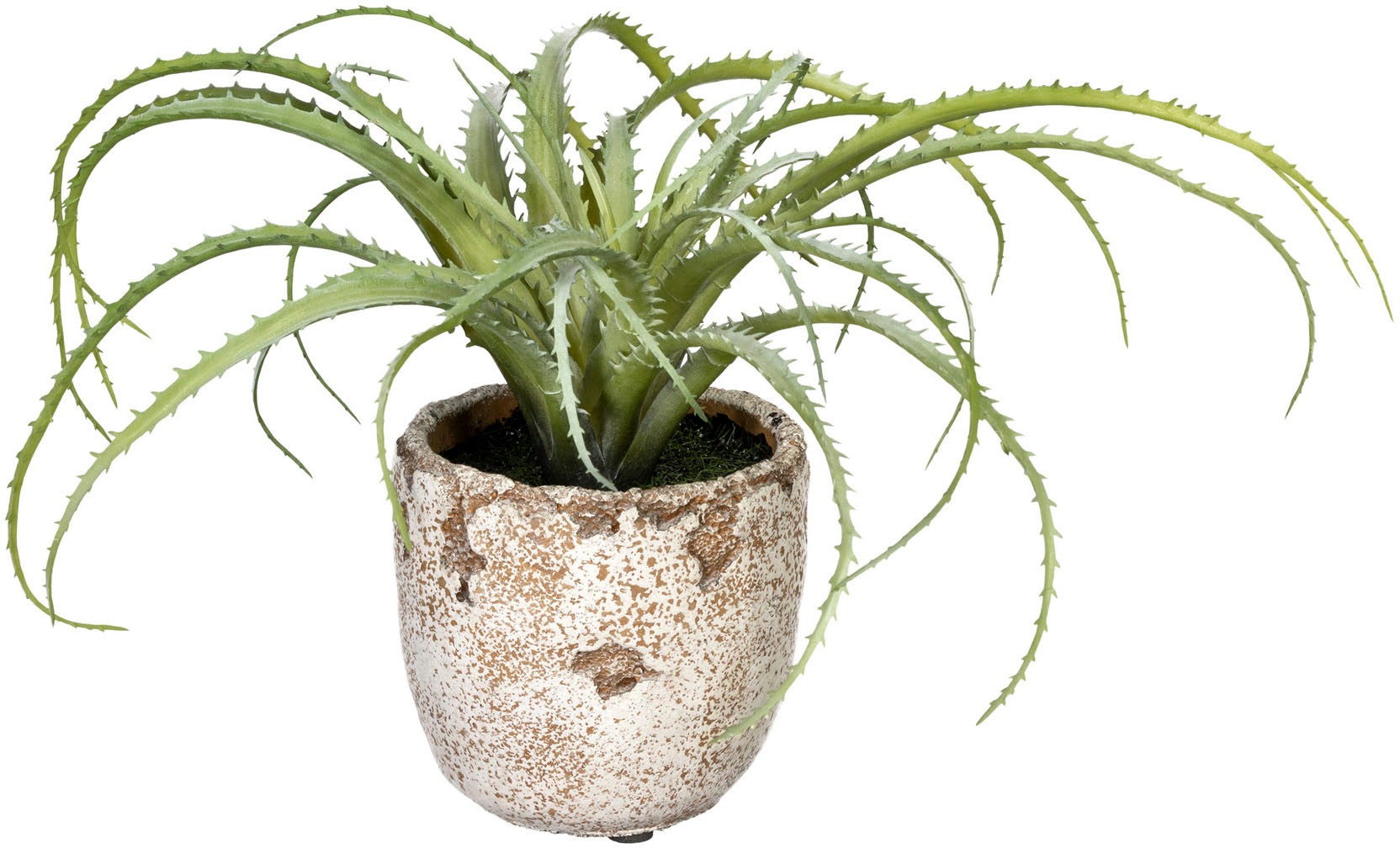 Image of Creativ green Künstliche Zimmerpflanze »Aloe arborescens«, (1 St.), im Zementtopf bei Ackermann Versand Schweiz