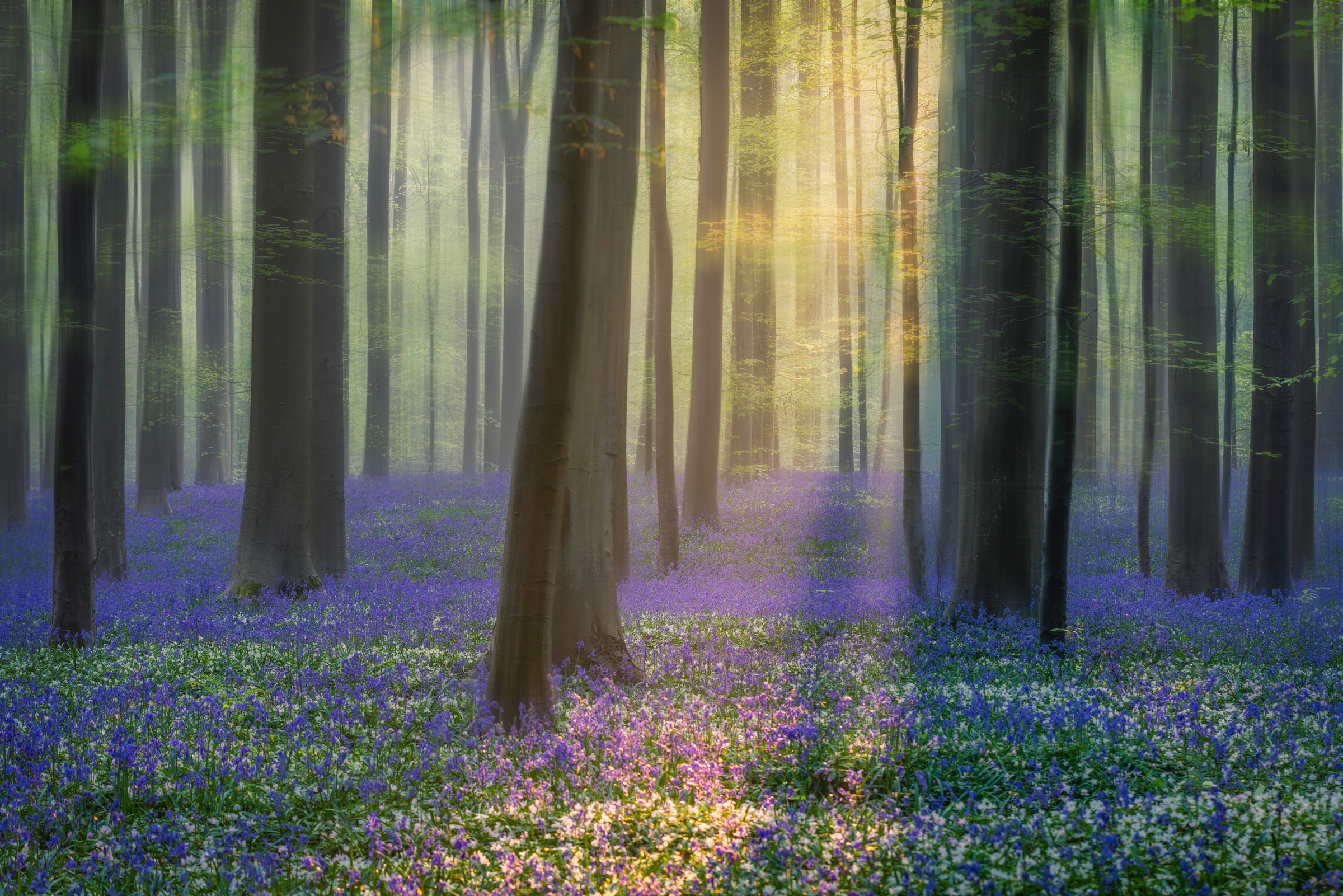 Image of Papermoon Fototapete »Photo-Art ADRIAN POPAN, TAGTRÄUME VON BLUEBELLS«, Vliestapete, hochwertiger Digitaldruck, inklusive Kleister bei Ackermann Versand Schweiz
